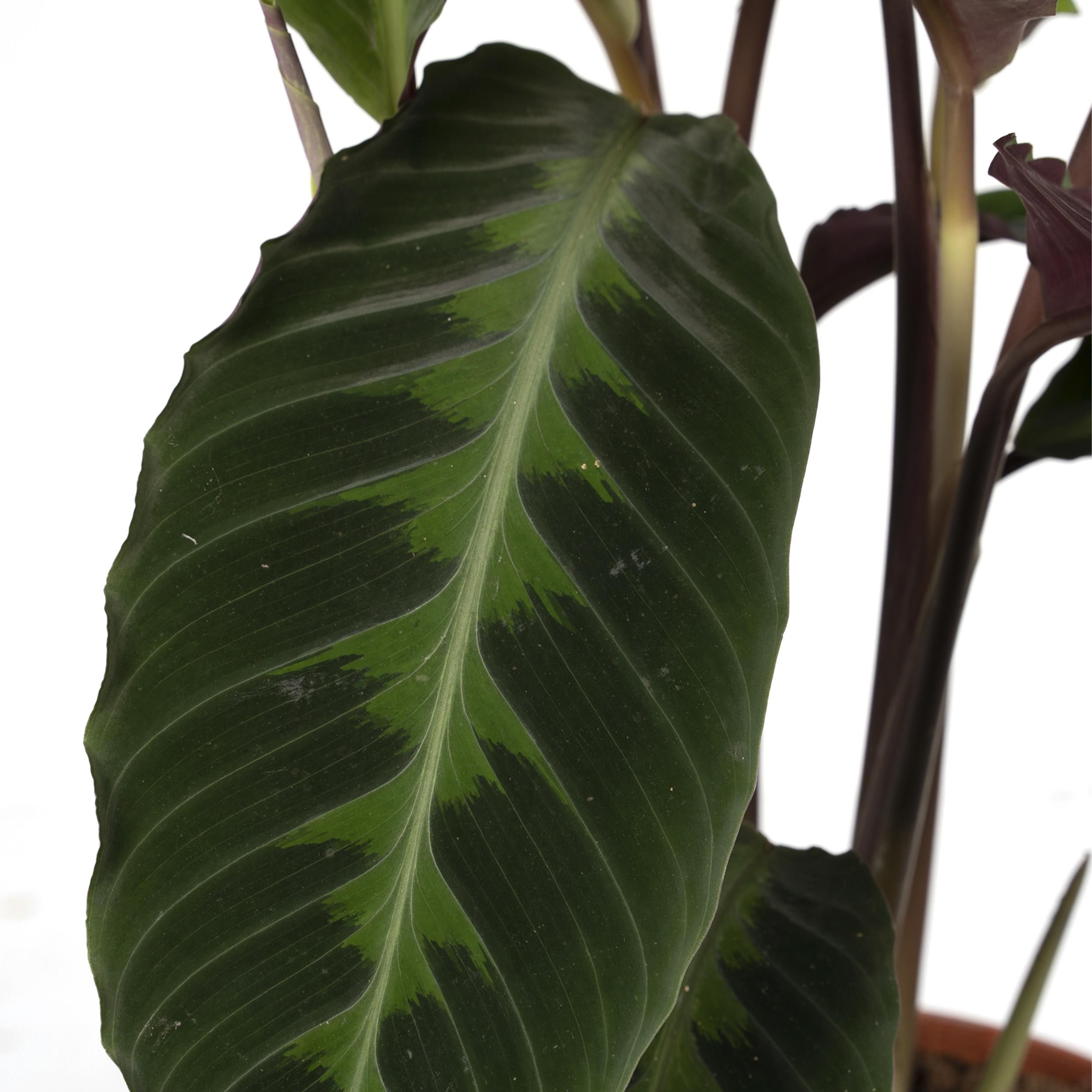 Calathea Warscewiczii - Pauwenplant (8720634284240)