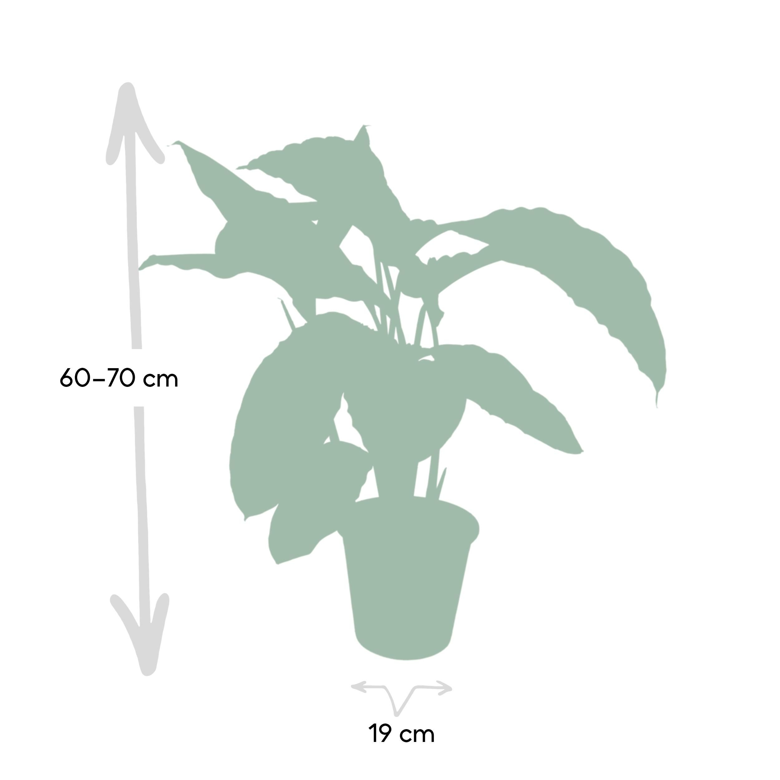 Calathea Warscewiczii - Pauwenplant (8720634284240)