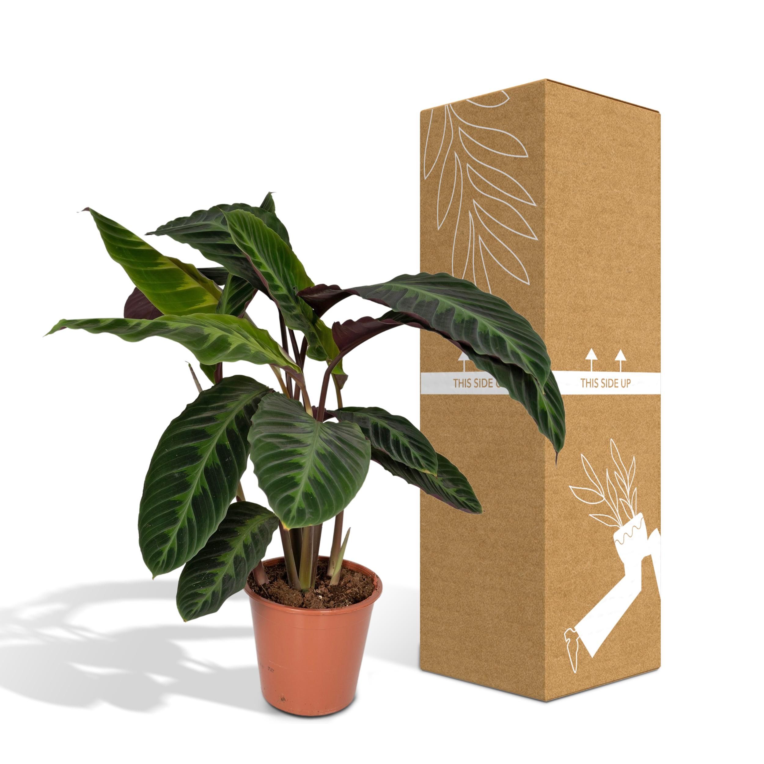Calathea Warscewiczii - Pauwenplant (8720634284240)