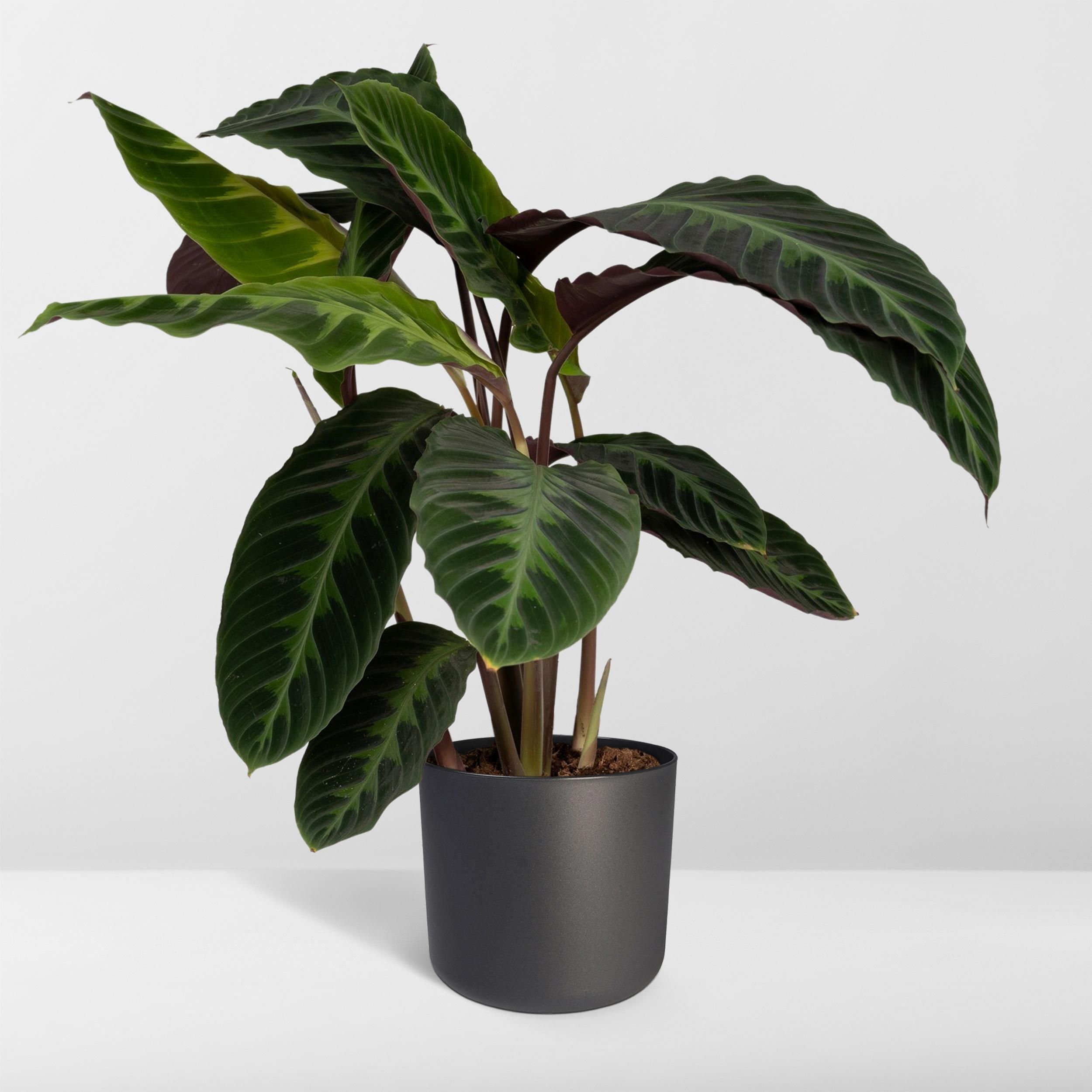 Calathea Warscewiczii - Pauwenplant (8720634284240)