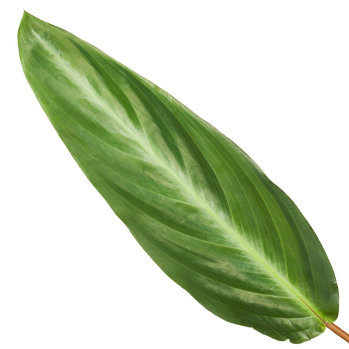Calathea Stripestar - 40 cm - Ø12cm (8721081685734)