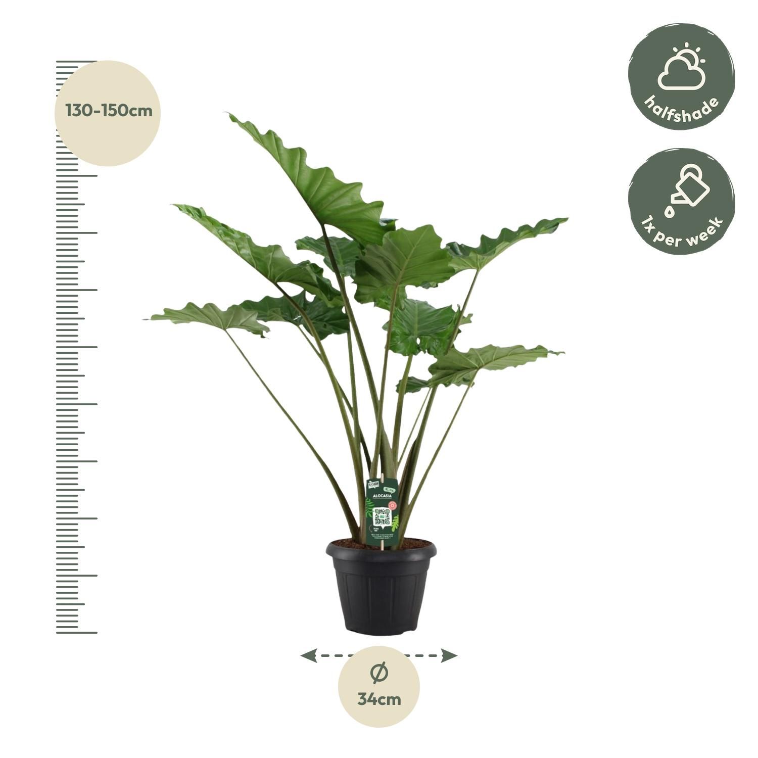 Alocasia Portodora - 140 cm - Ø34cm (8721081685475)