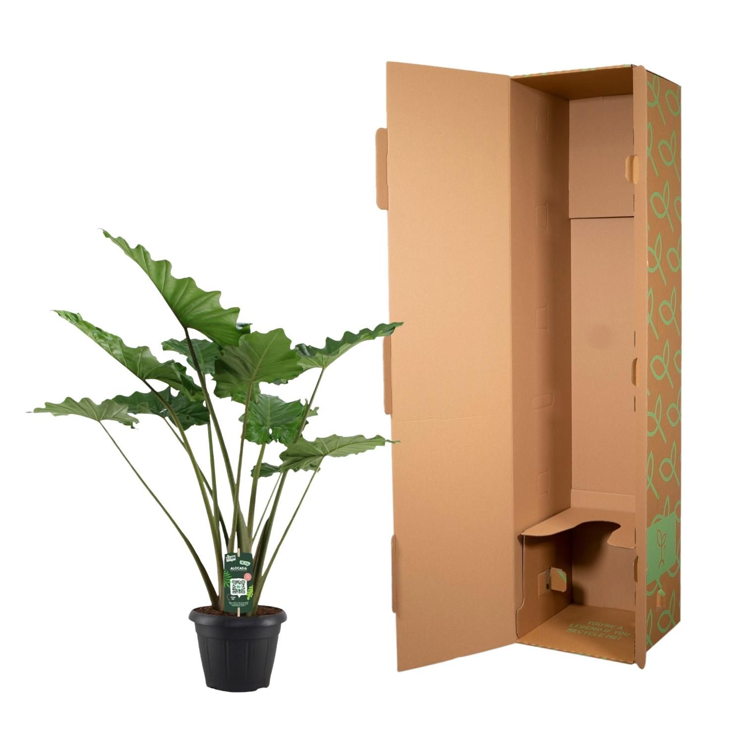 Alocasia Portodora - 140 cm - Ø34cm (8721081685475)