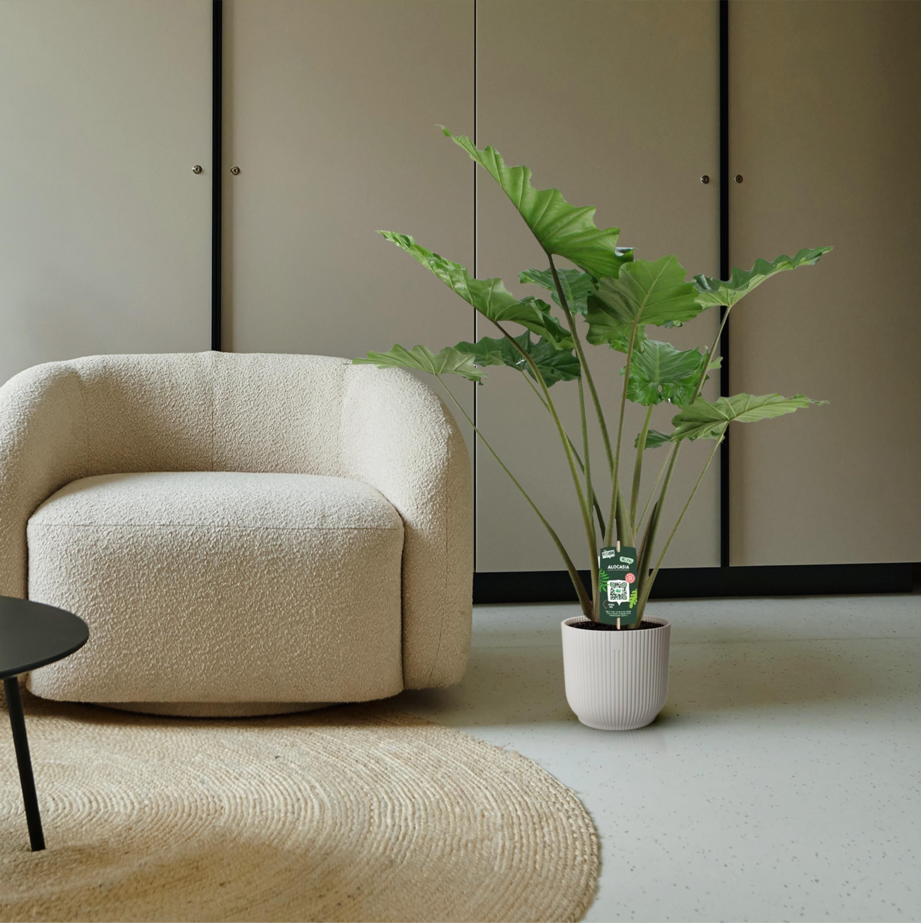 Alocasia Portodora - 140 cm - Ø34cm (8721081685475)