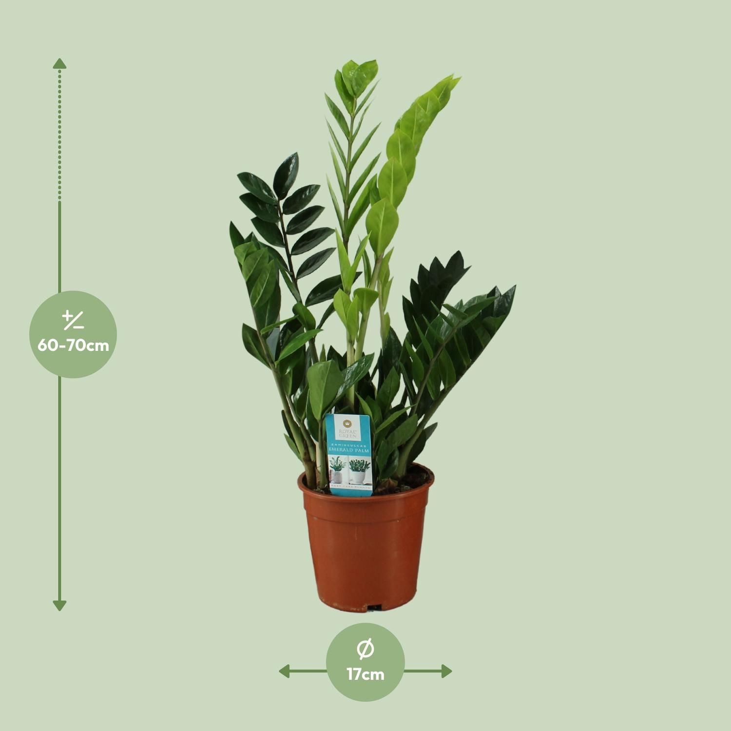 Zamioculcas Zamiifolia (12652)