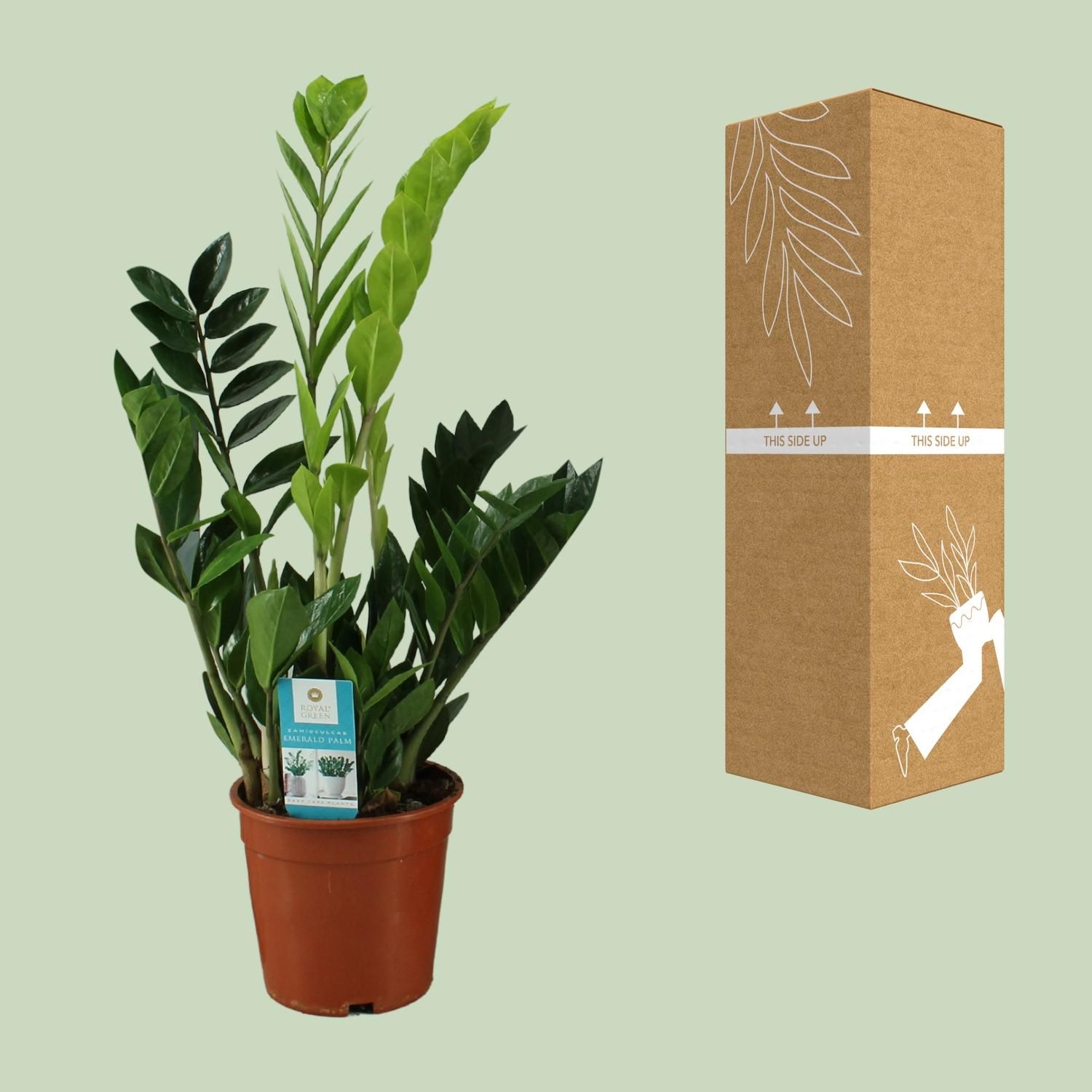 Zamioculcas Zamiifolia (12652)