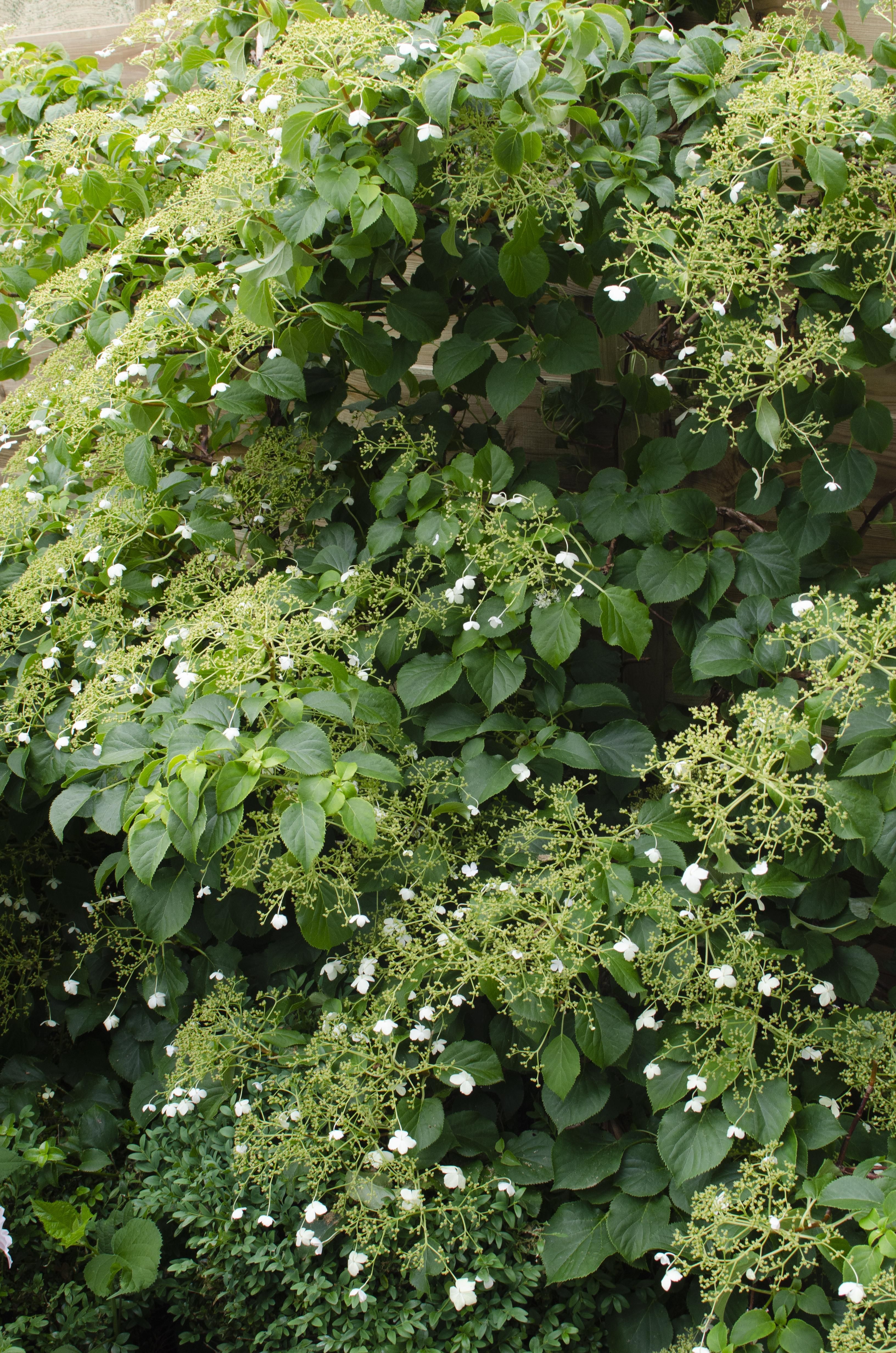 Hoogeveen 4x - Hydrangea petiolaris - ↨65cm - Ø15 (8720955320504)