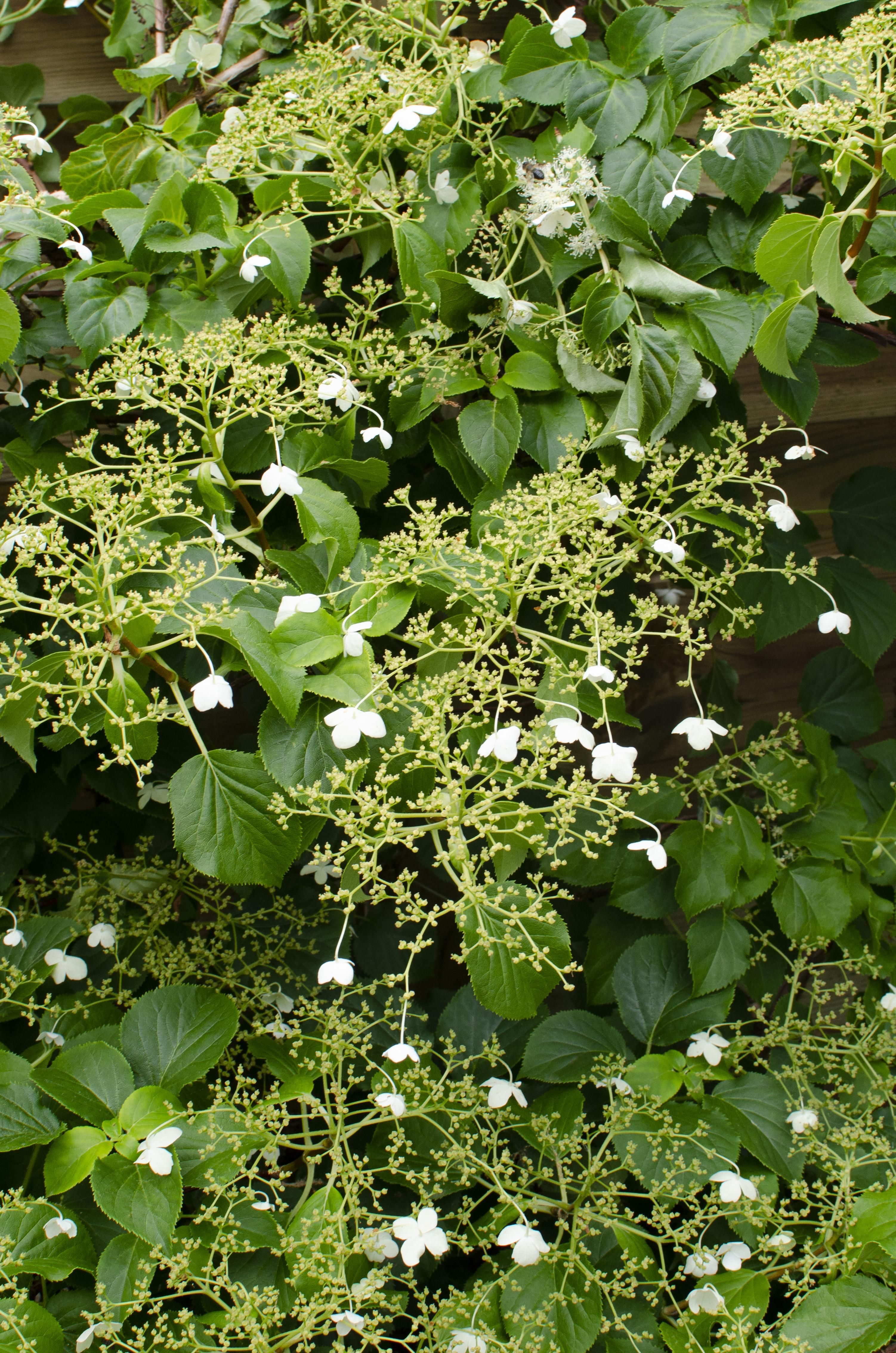 Hoogeveen 4x - Hydrangea petiolaris - ↨65cm - Ø15 (8720955320504)
