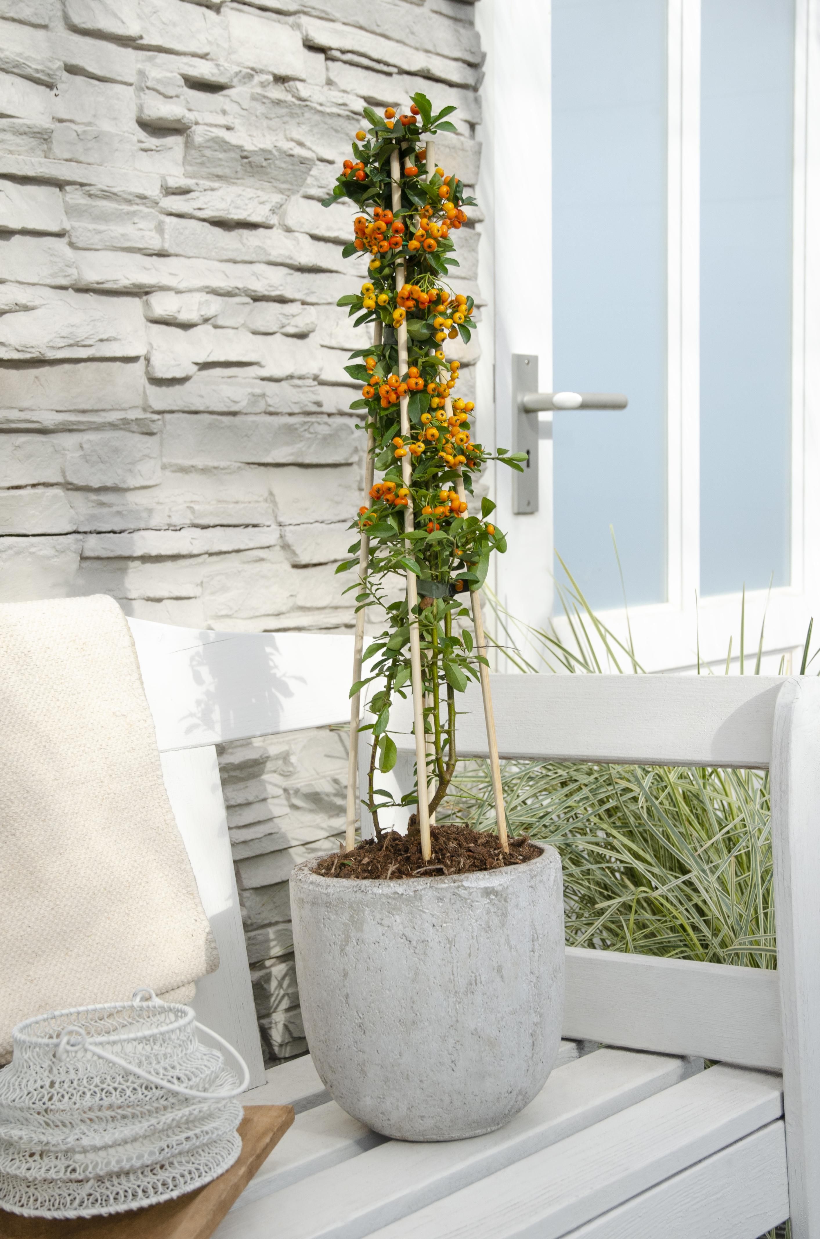 Hoogeveen 4x - Pyracantha 'Orange Glow' - ↨65cm - Ø15 (8720955320771)