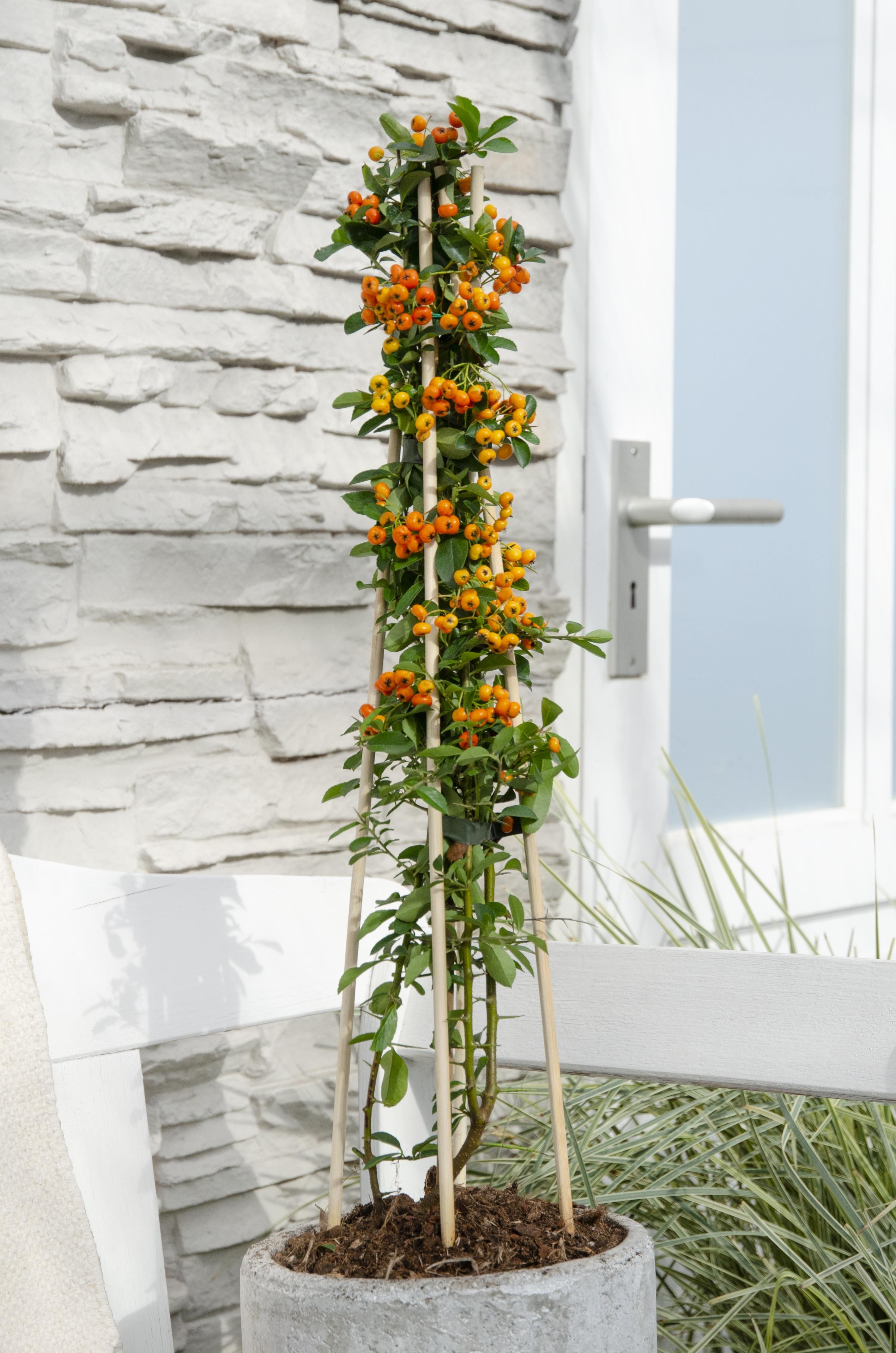 Hoogeveen 4x - Pyracantha 'Orange Glow' - ↨65cm - Ø15 (8720955320771)