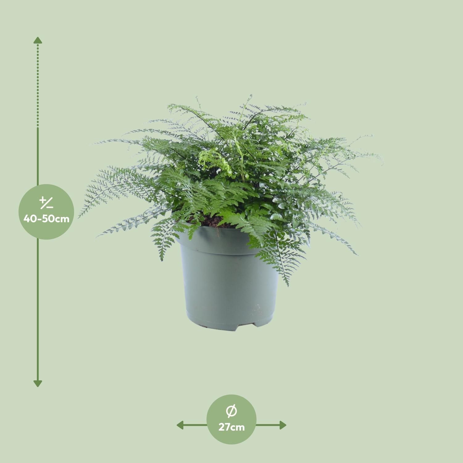 Asplenium Parvati (12632)
