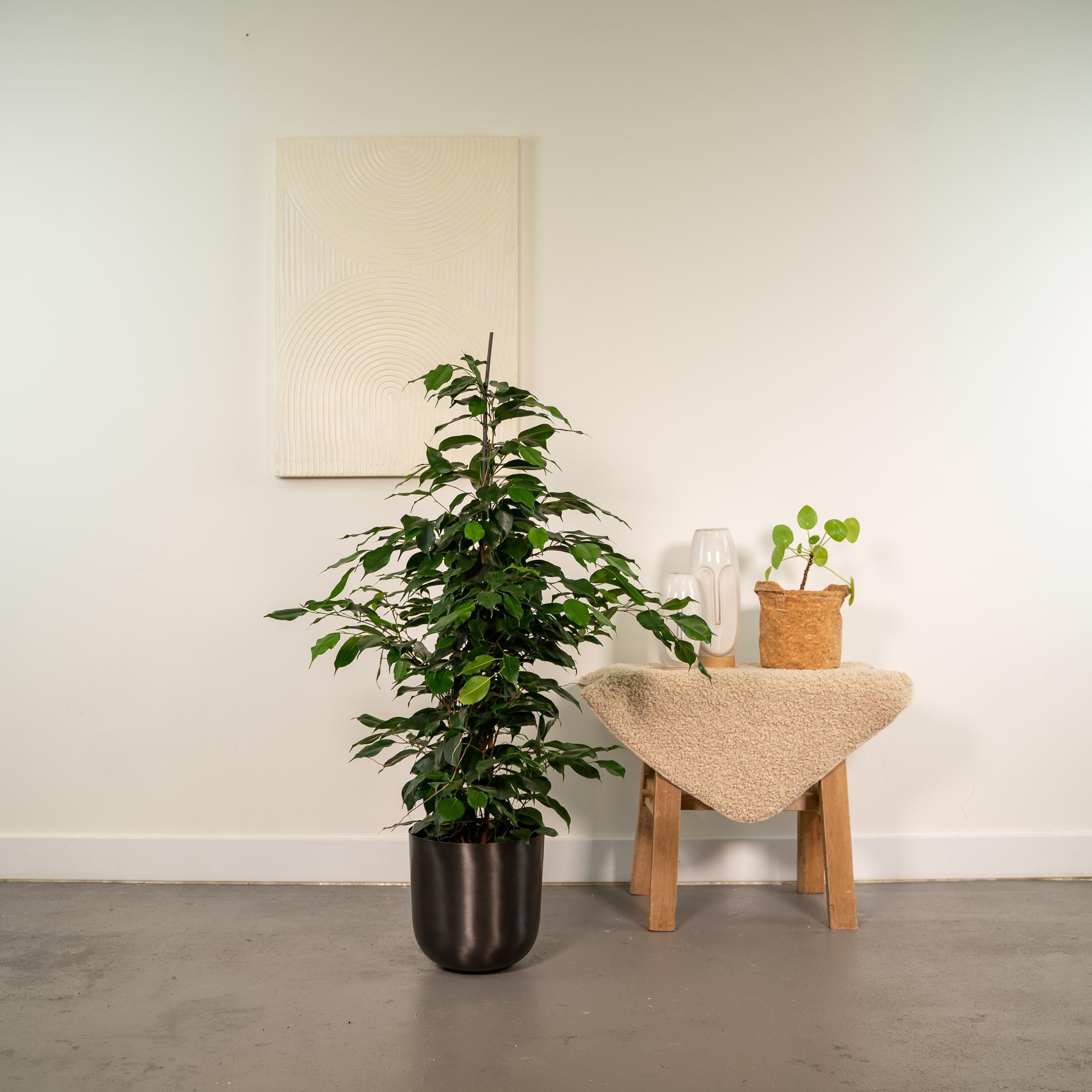 Ficus benjamina Danielle - Pot Mayk Lead (8720634289894)