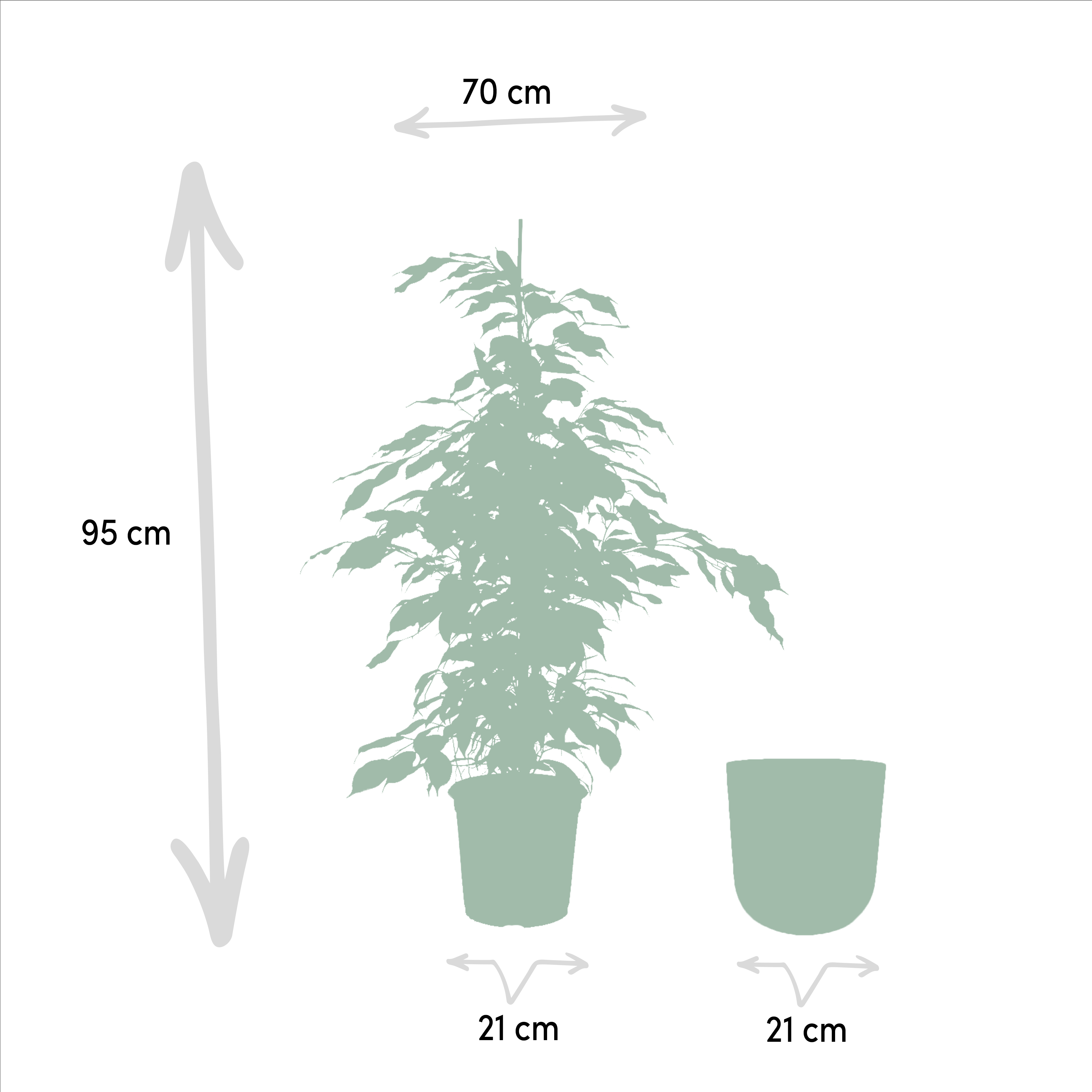 Ficus benjamina Danielle - Pot Mayk Lead (8720634289894)