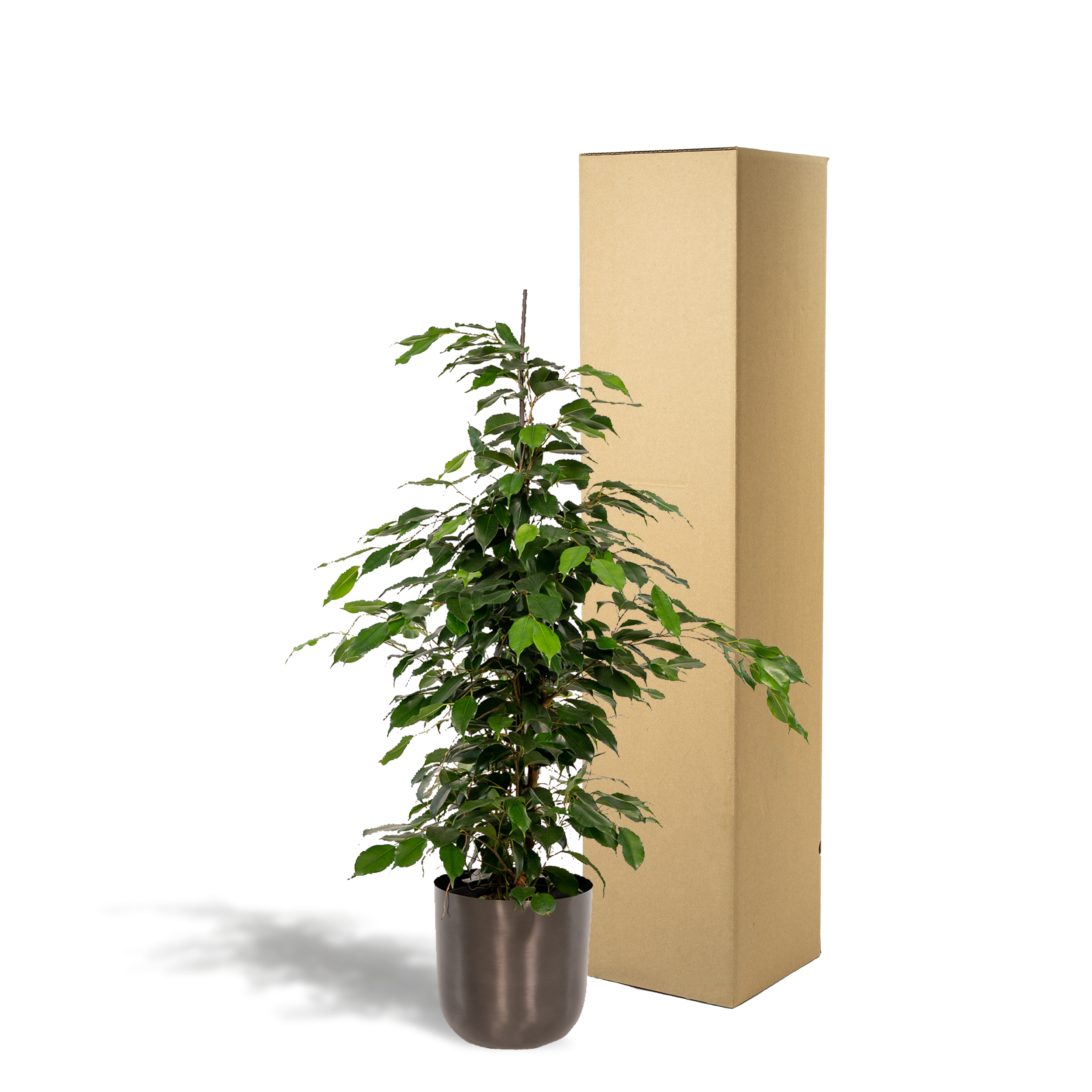 Ficus benjamina Danielle - Pot Mayk Lead (8720634289894)