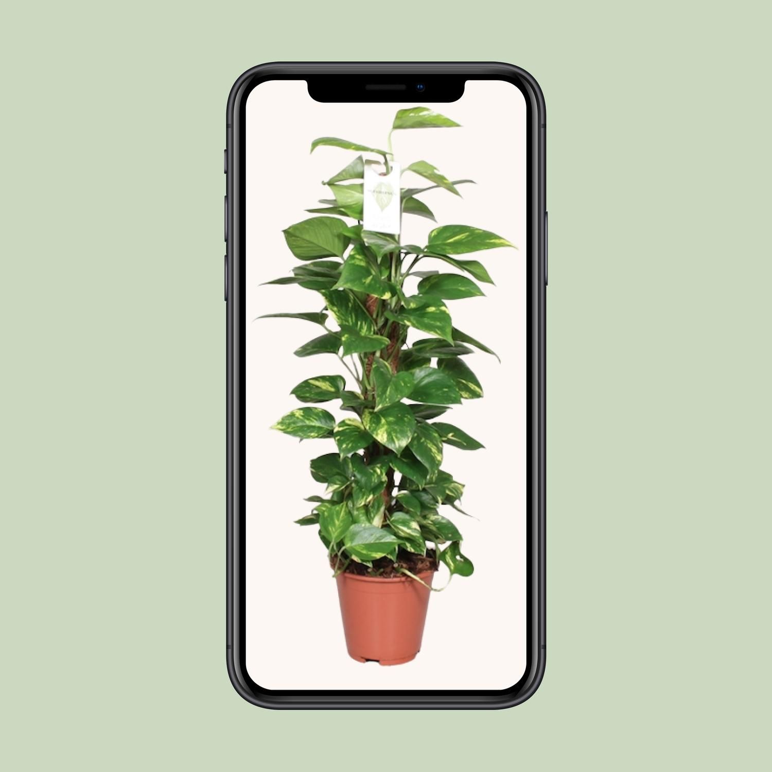 Epipremnum Pinnatum Mosstok 80cm Scindapsus (23176)