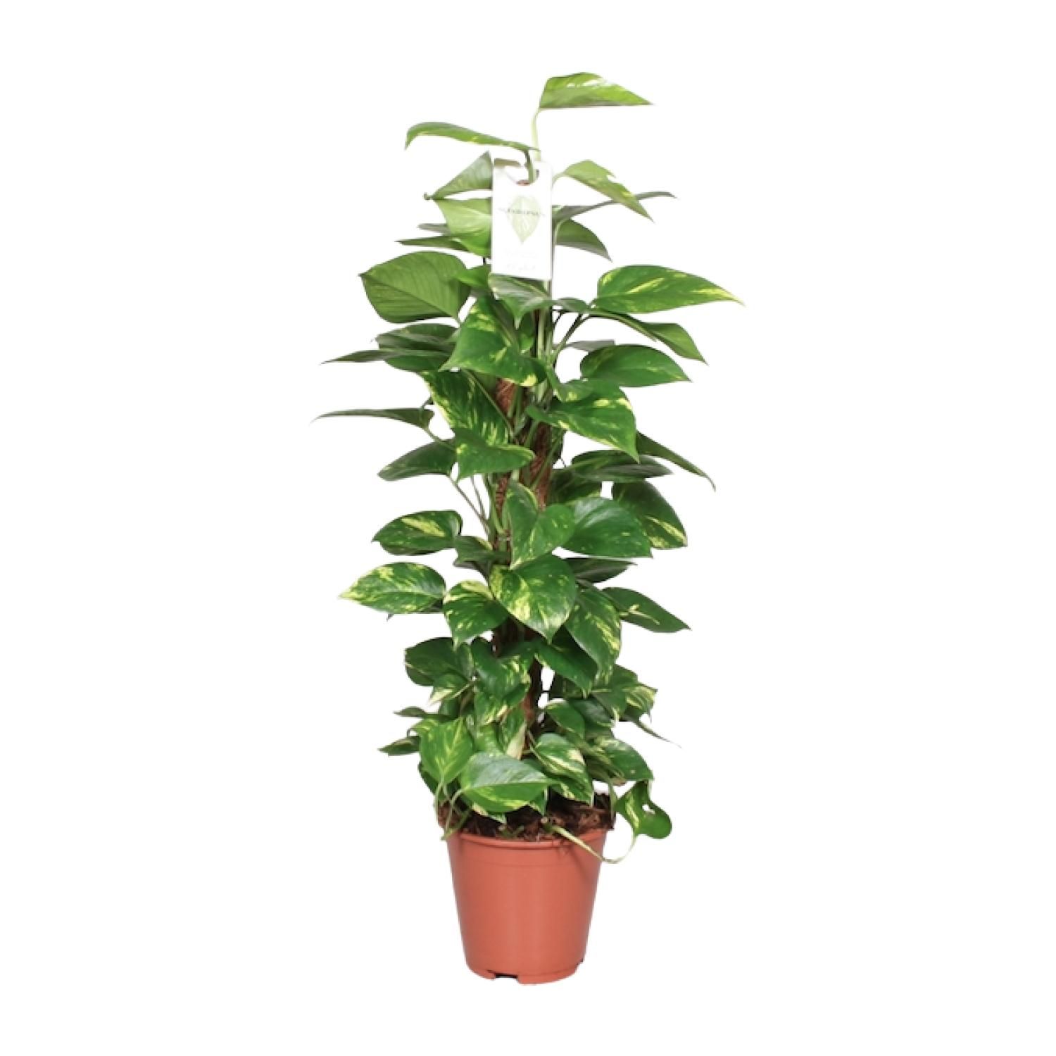Epipremnum Pinnatum Mosstok 80cm Scindapsus (23176)