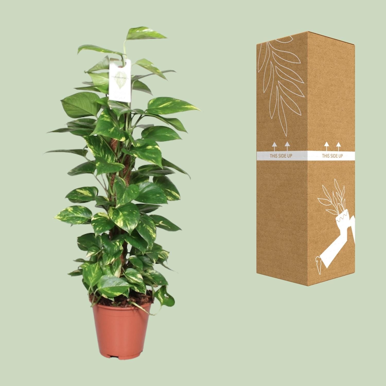 Epipremnum Pinnatum Mosstok 80cm Scindapsus (23176)