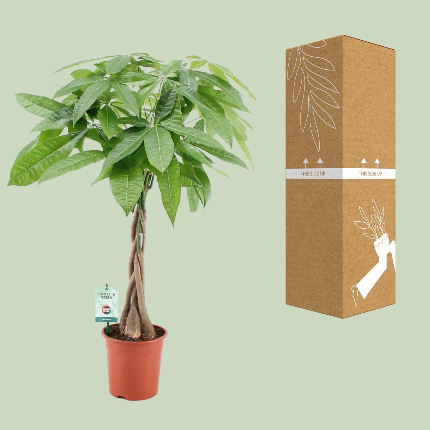 Pachira Aqautica (20671)