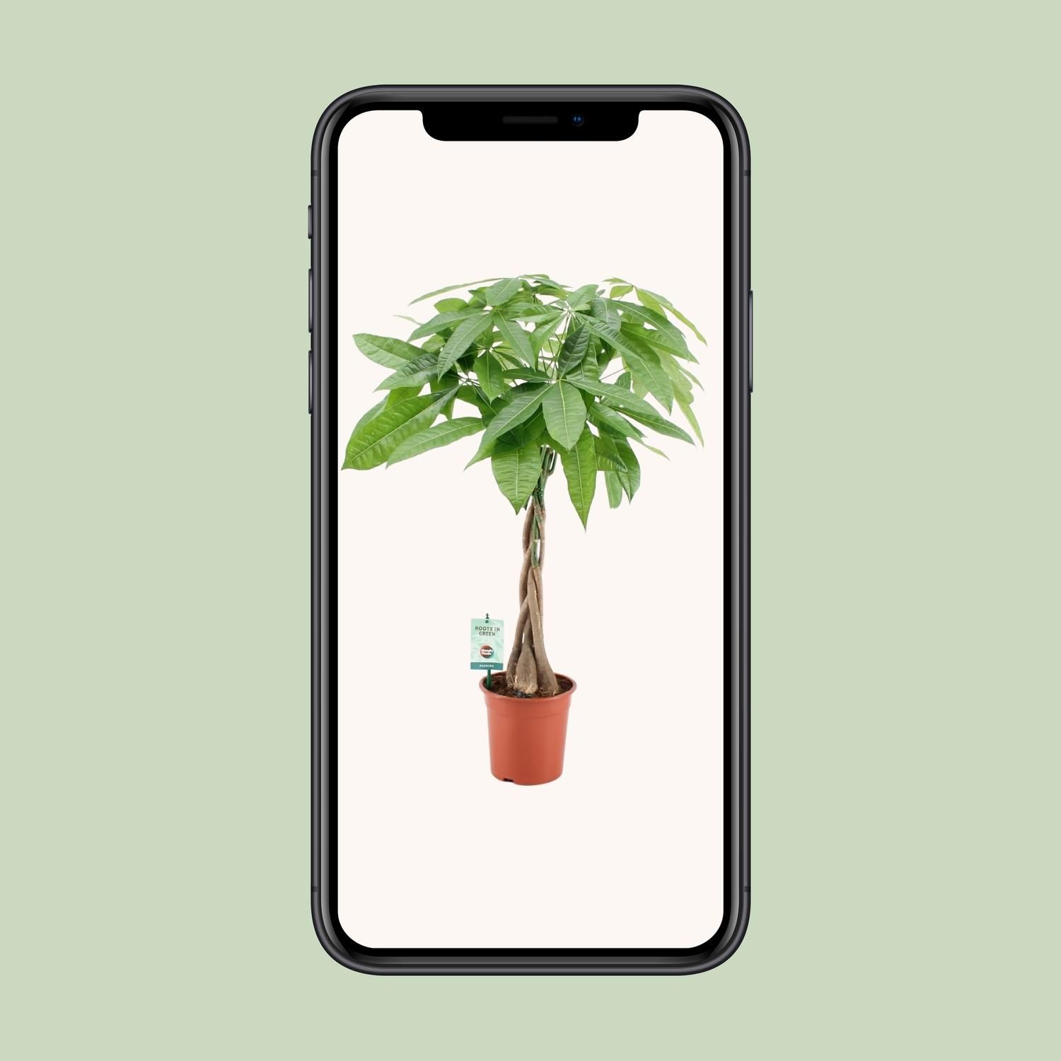 Pachira Aqautica (20671)