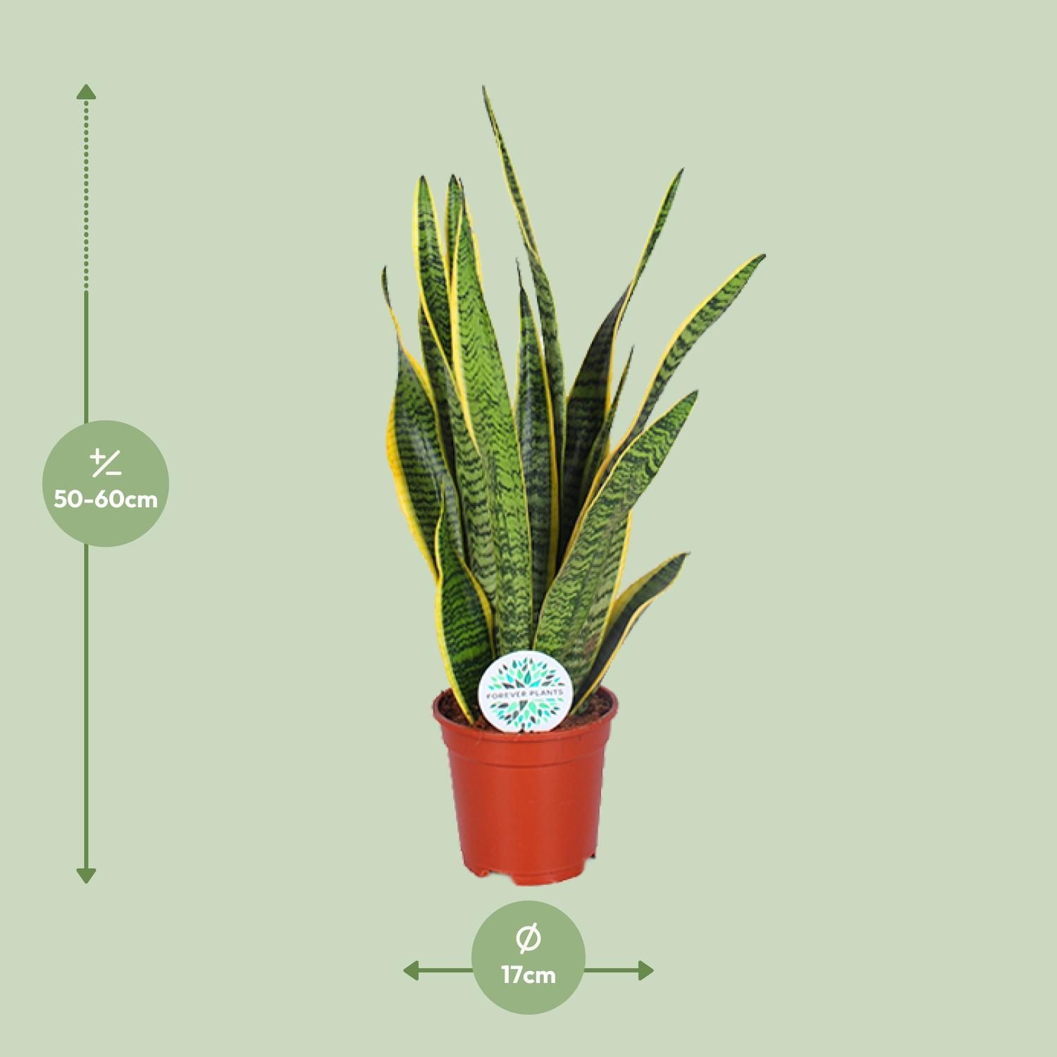Sansevieria Trifasciata Laurentii (15863)