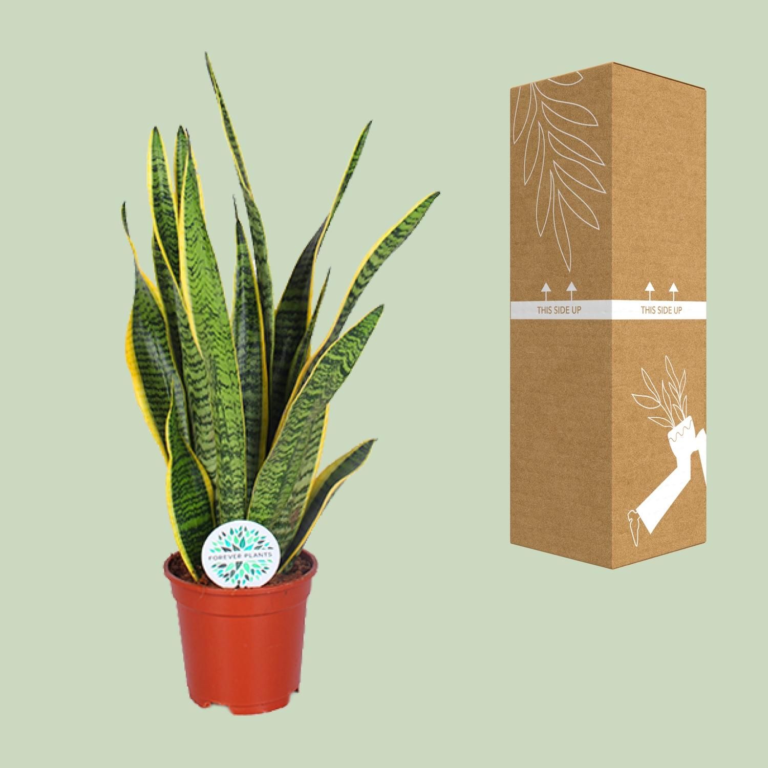 Sansevieria Trifasciata Laurentii (15863)