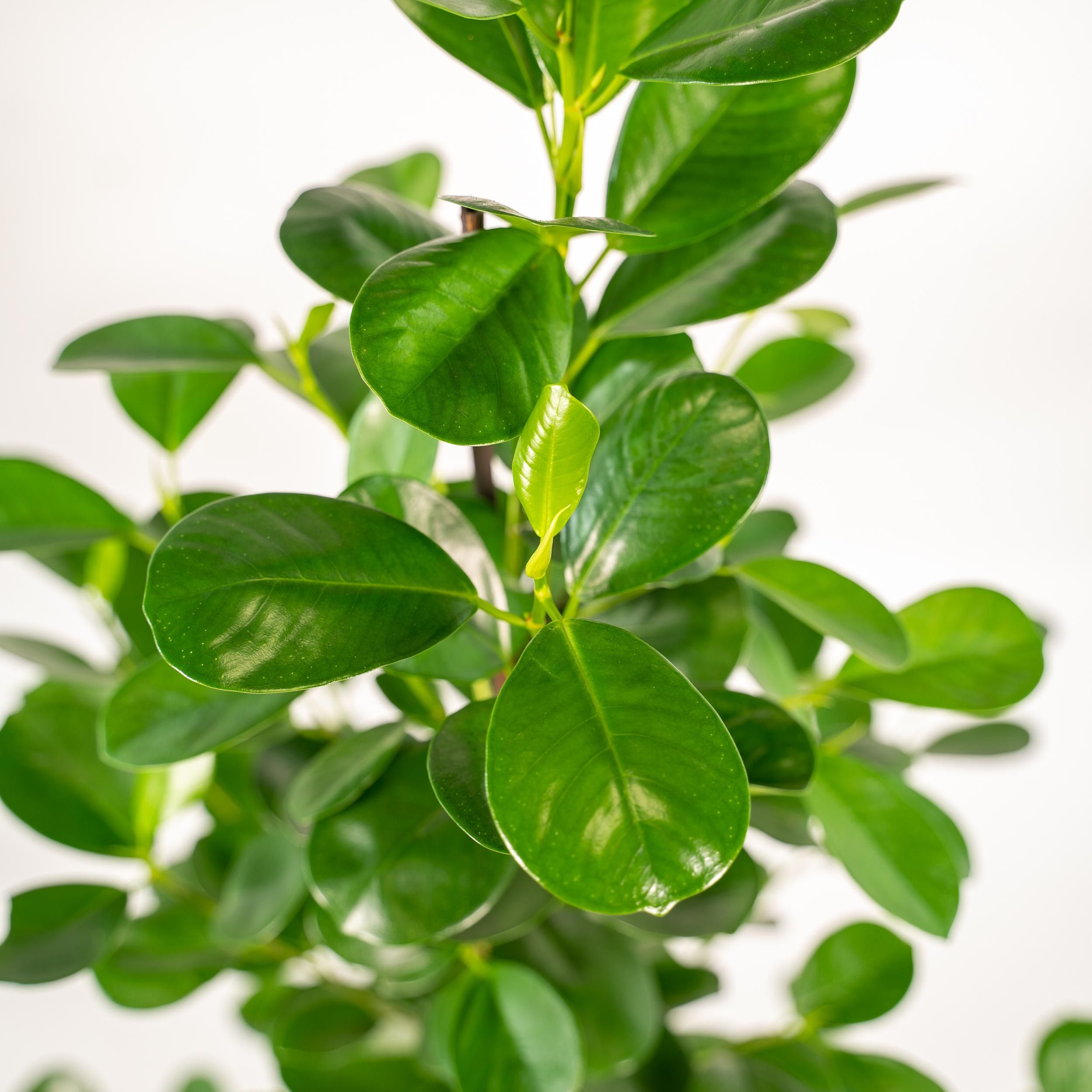 Ficus microcarpa Moclame - Pot Mayk Lead (8720634289948)
