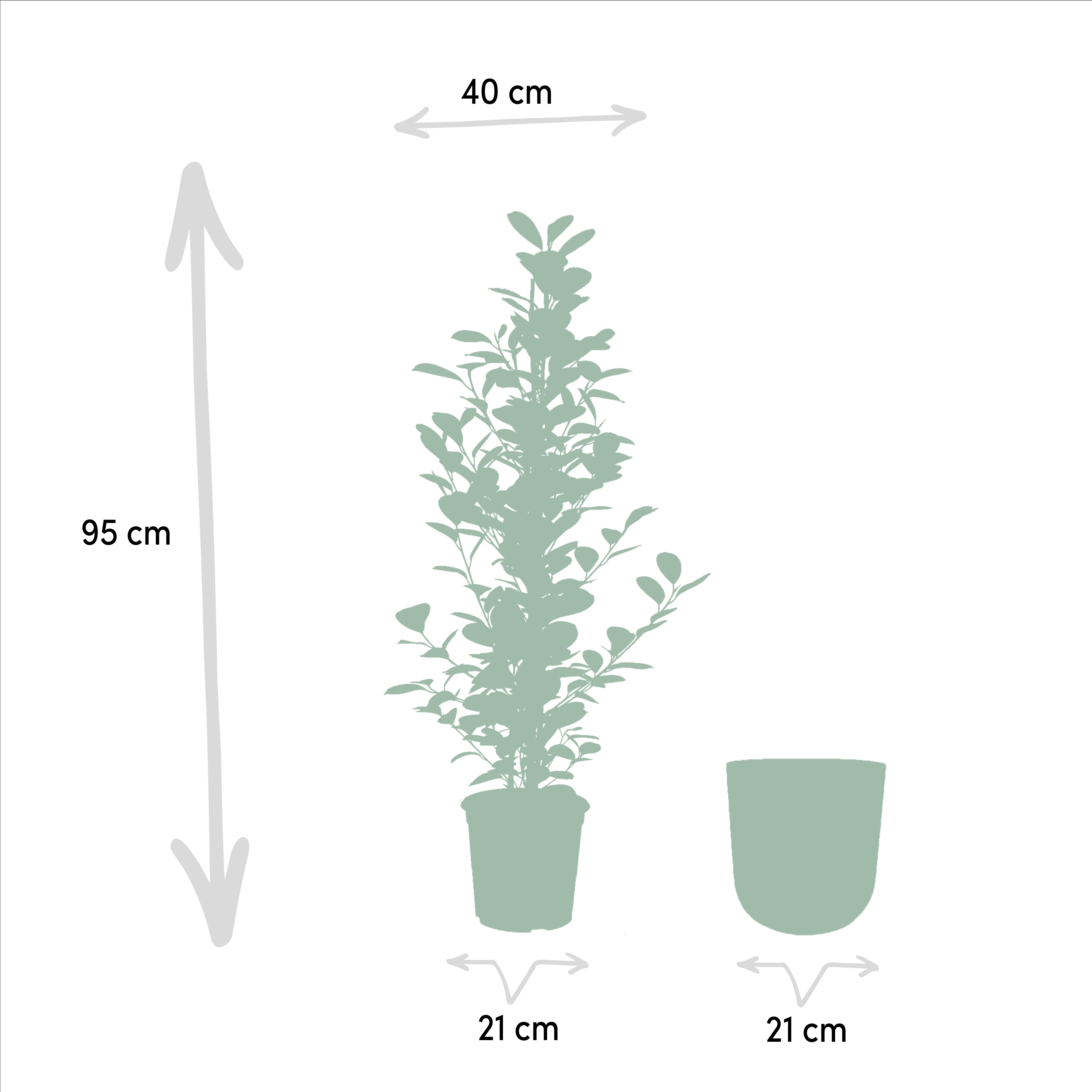 Ficus microcarpa Moclame - Pot Mayk Lead (8720634289948)