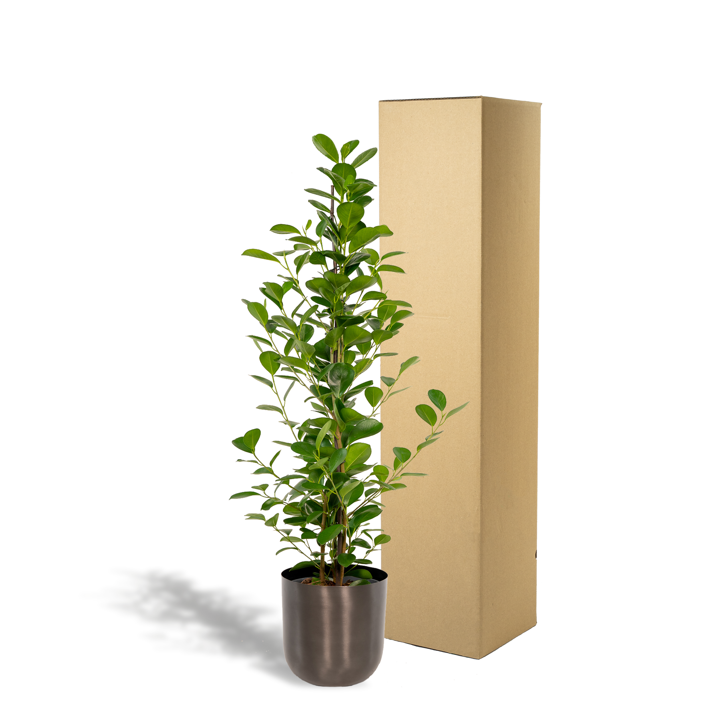 Ficus microcarpa Moclame - Pot Mayk Lead (8720634289948)