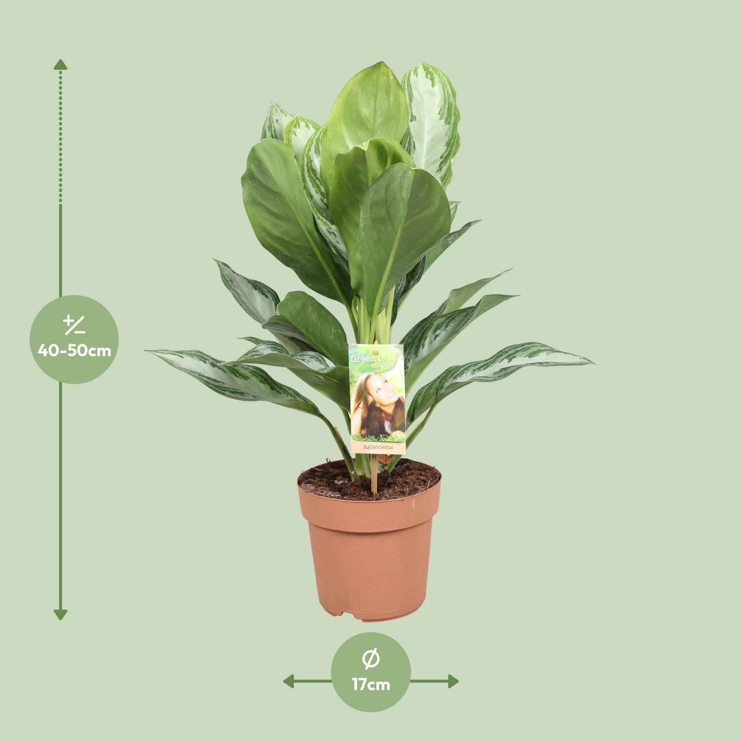 Aglaonema Silver Bay - Chinese Evergreen (8720634284097)