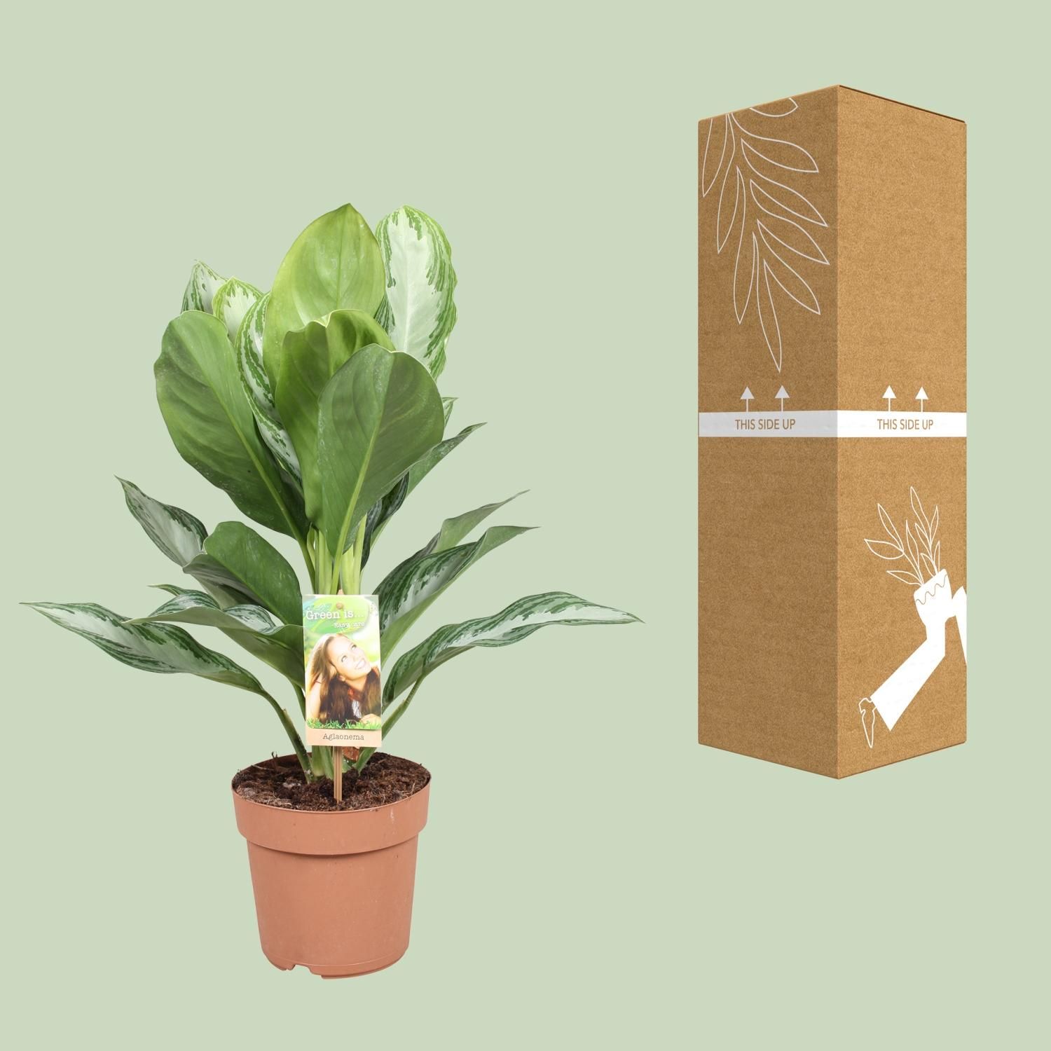 Aglaonema Silver Bay - Chinese Evergreen (8720634284097)