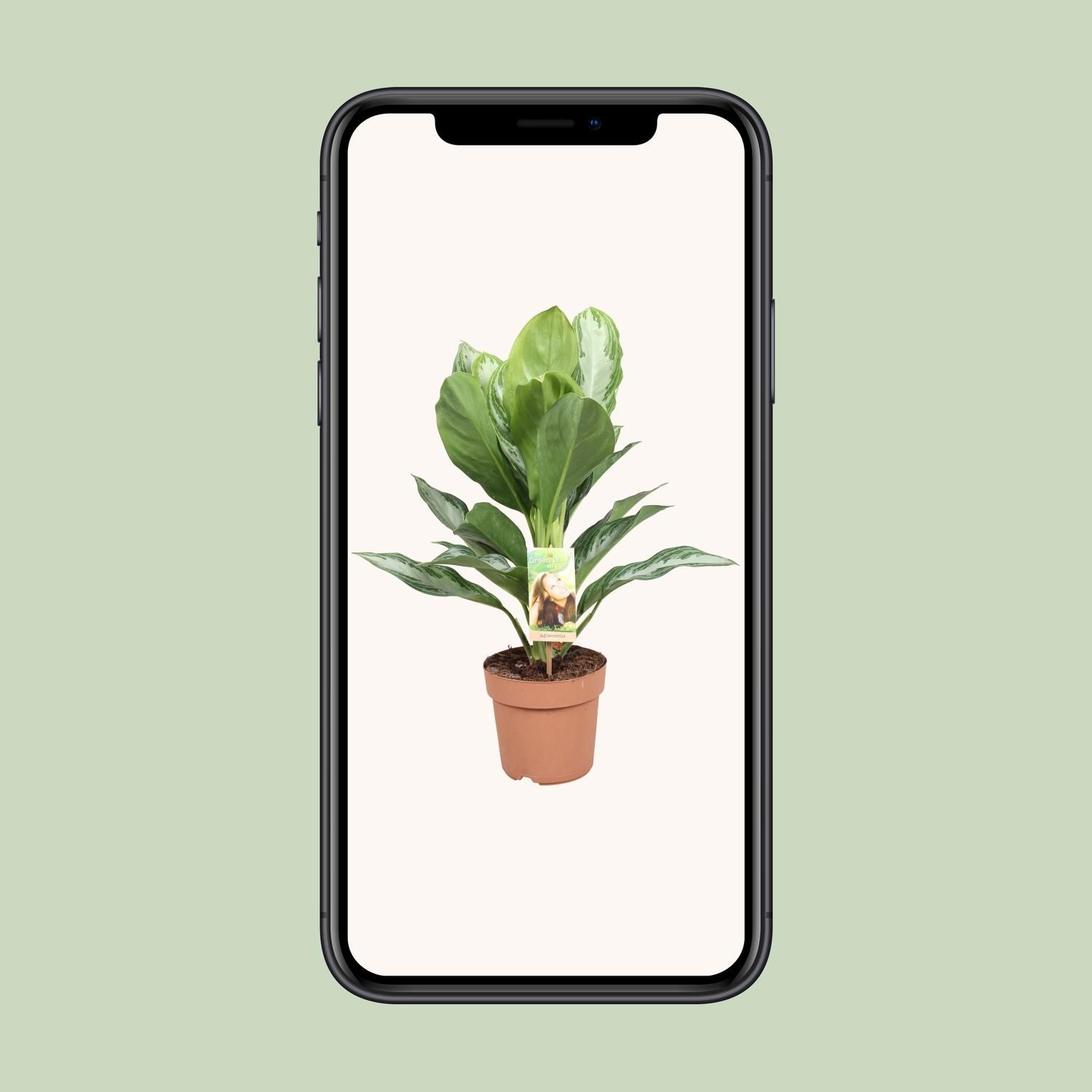 Aglaonema Silver Bay - Chinese Evergreen (8720634284097)