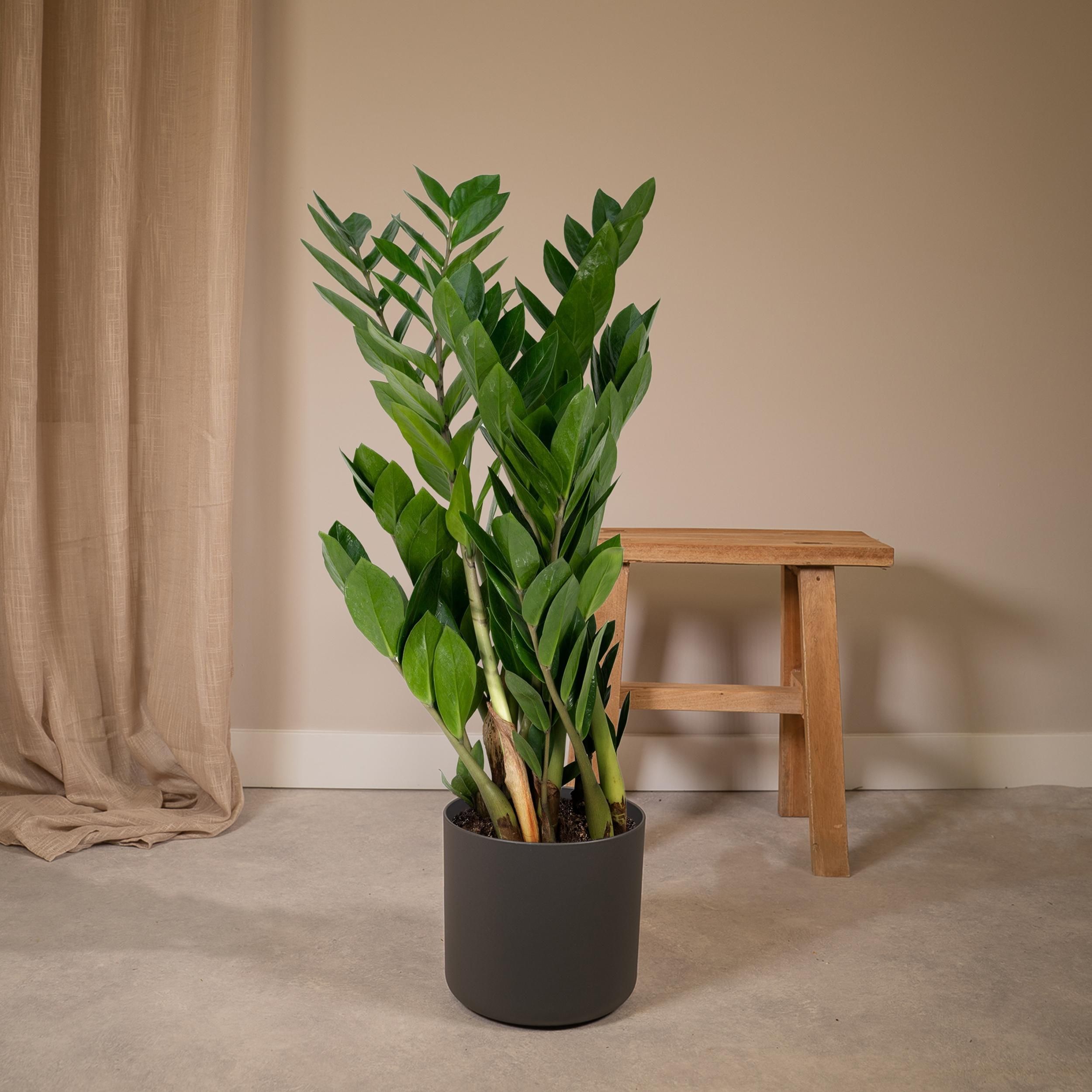 Zamioculcas Zamiifolia (8720634284691)