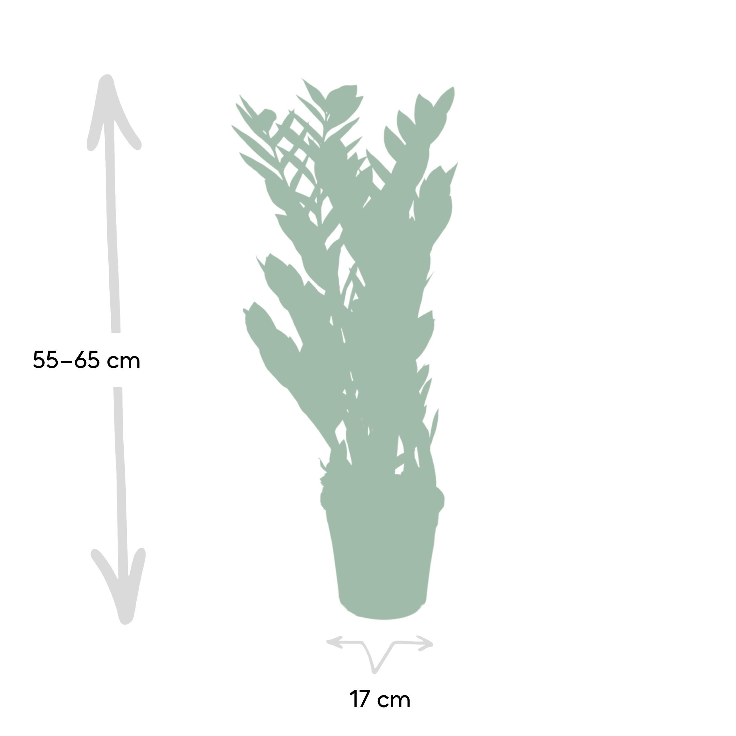 Zamioculcas Zamiifolia (8720634284691)