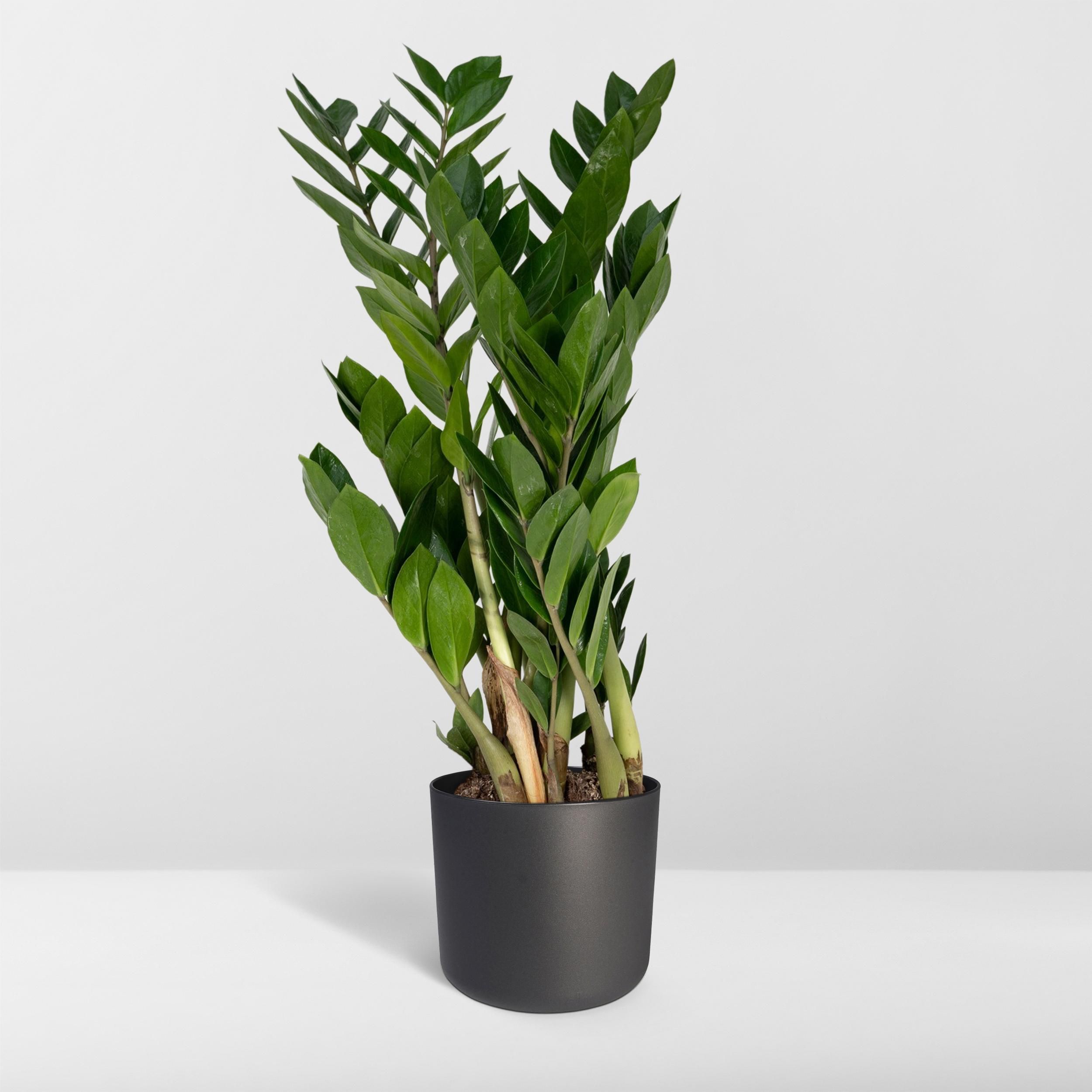 Zamioculcas Zamiifolia (8720634284691)