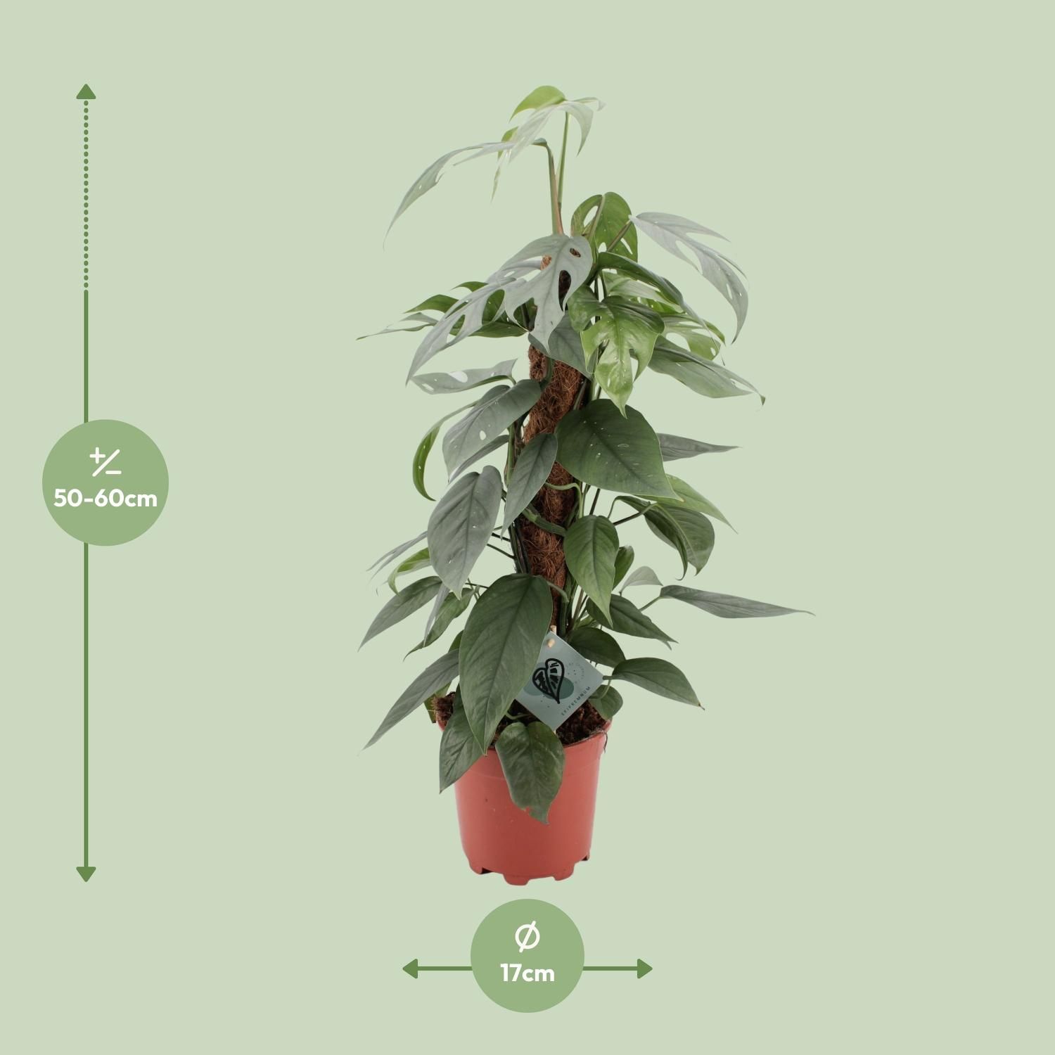 Epipremnum Pinnatum Cebu Blue (12576)