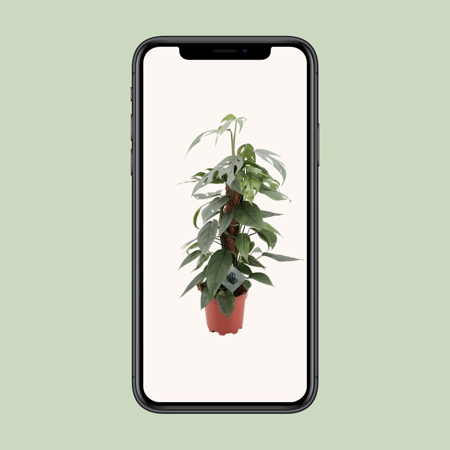 Epipremnum Pinnatum Cebu Blue (12576)