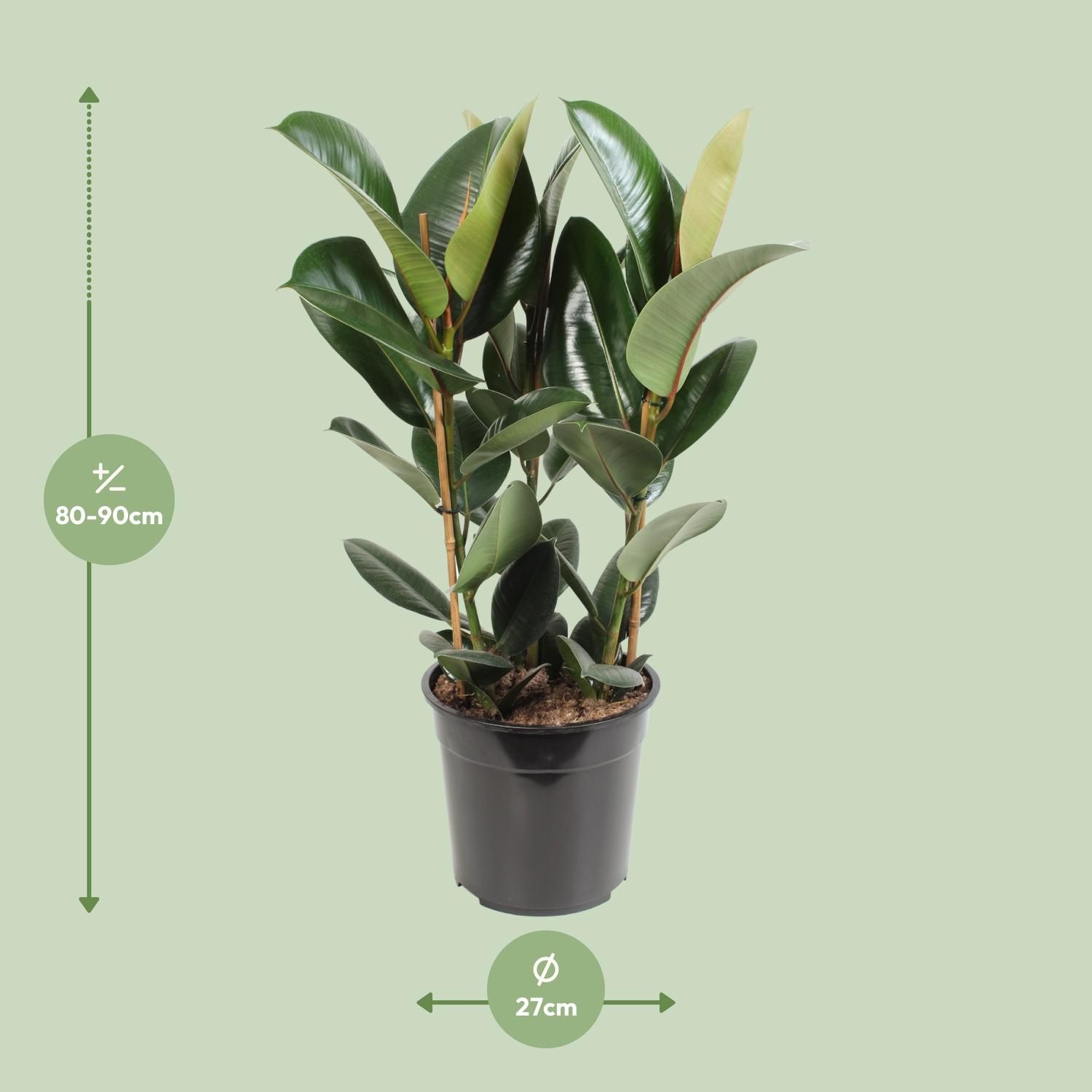 Ficus Elastica Robusta (12640)
