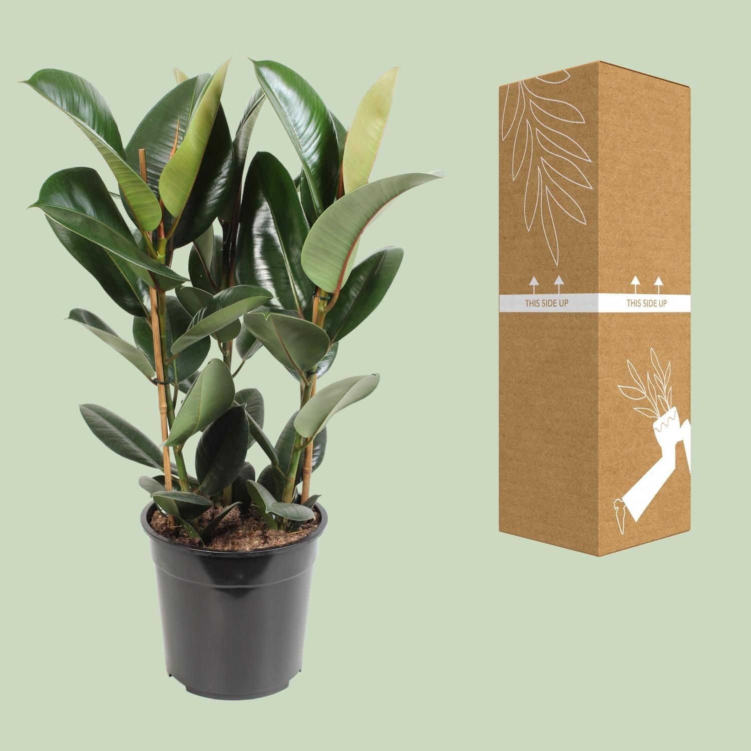 Ficus Elastica Robusta (12640)