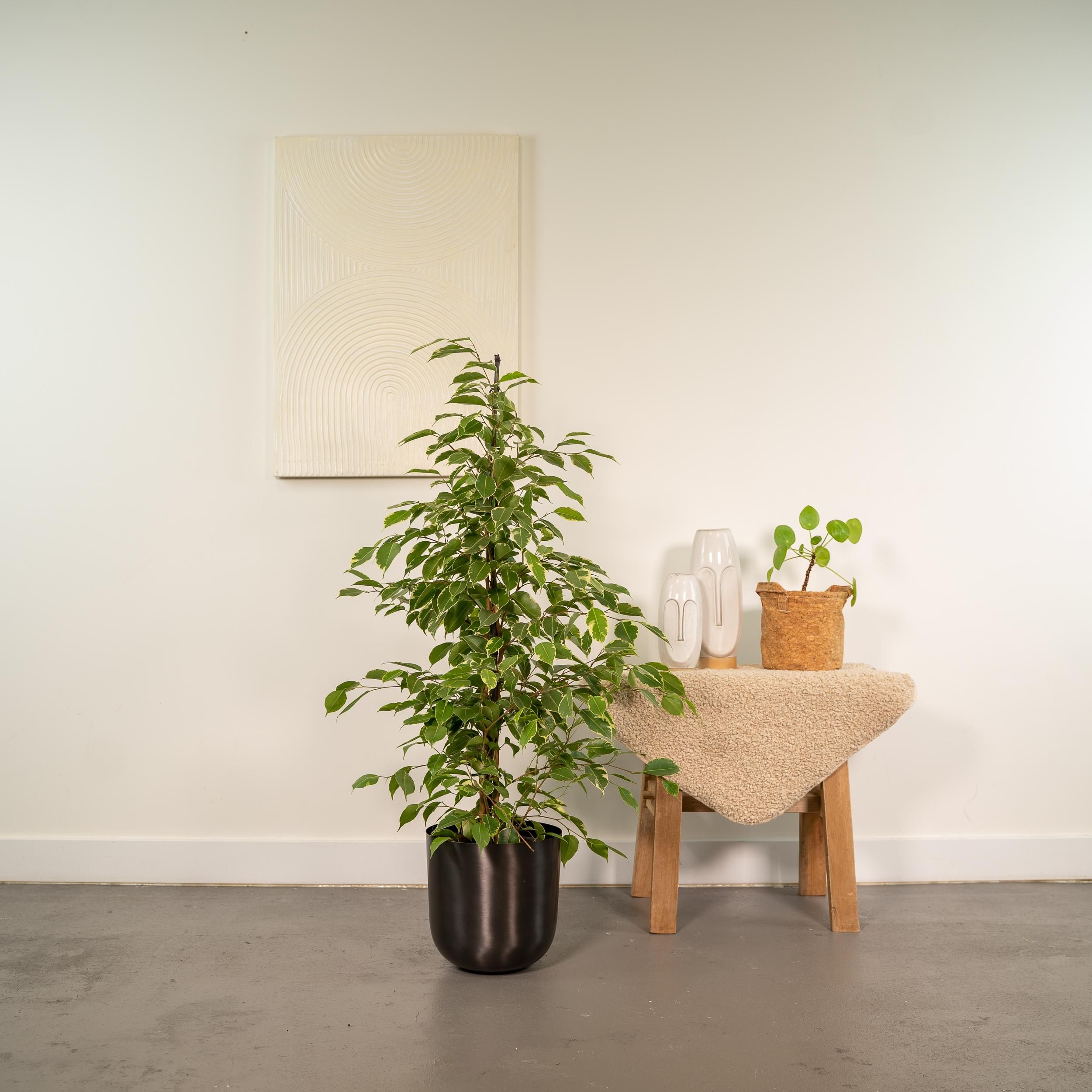 Ficus benjamina Goldenking - Pot Mayk Lead (8720634289917)