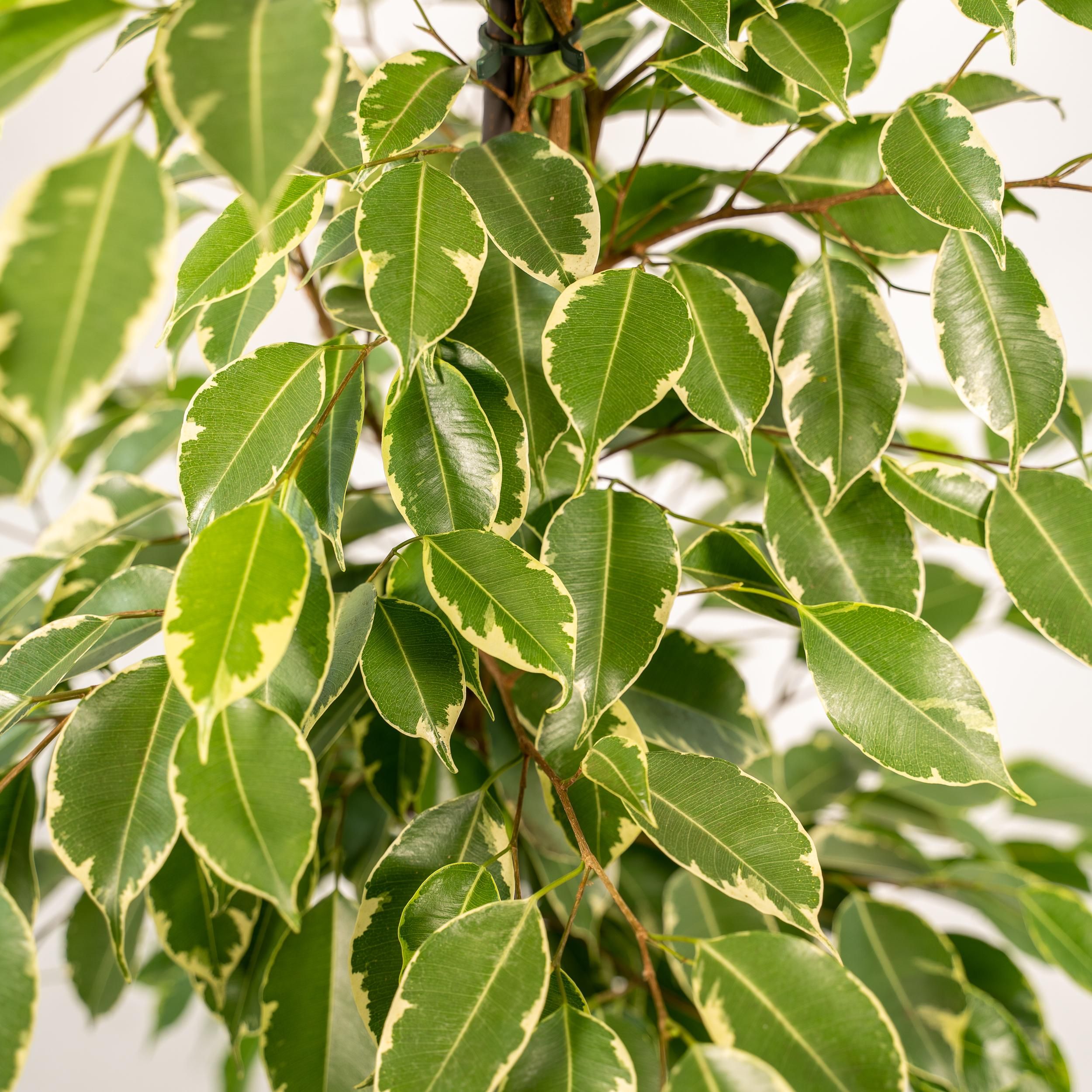 Ficus benjamina Goldenking - Pot Mayk Lead (8720634289917)