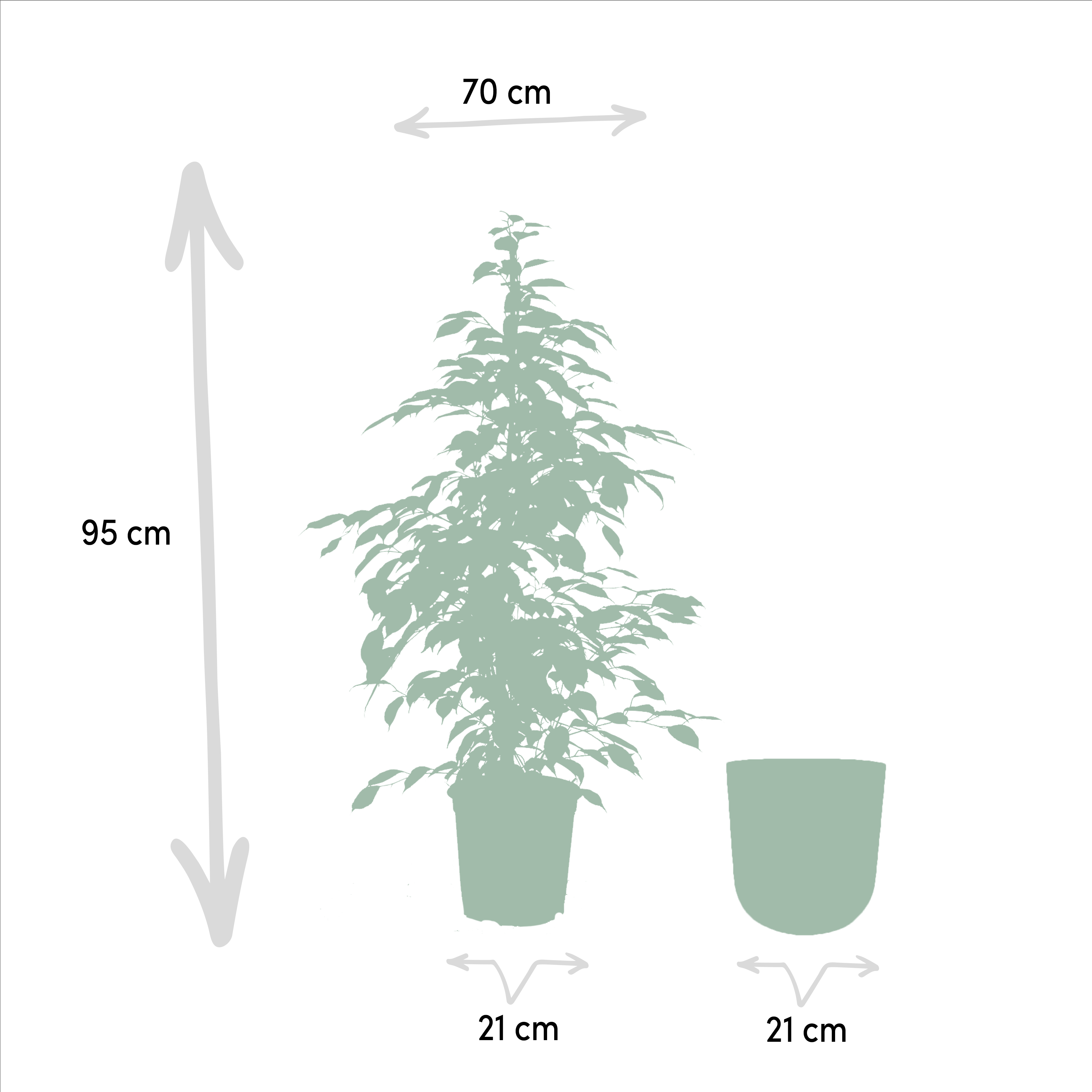 Ficus benjamina Goldenking - Pot Mayk Lead (8720634289917)