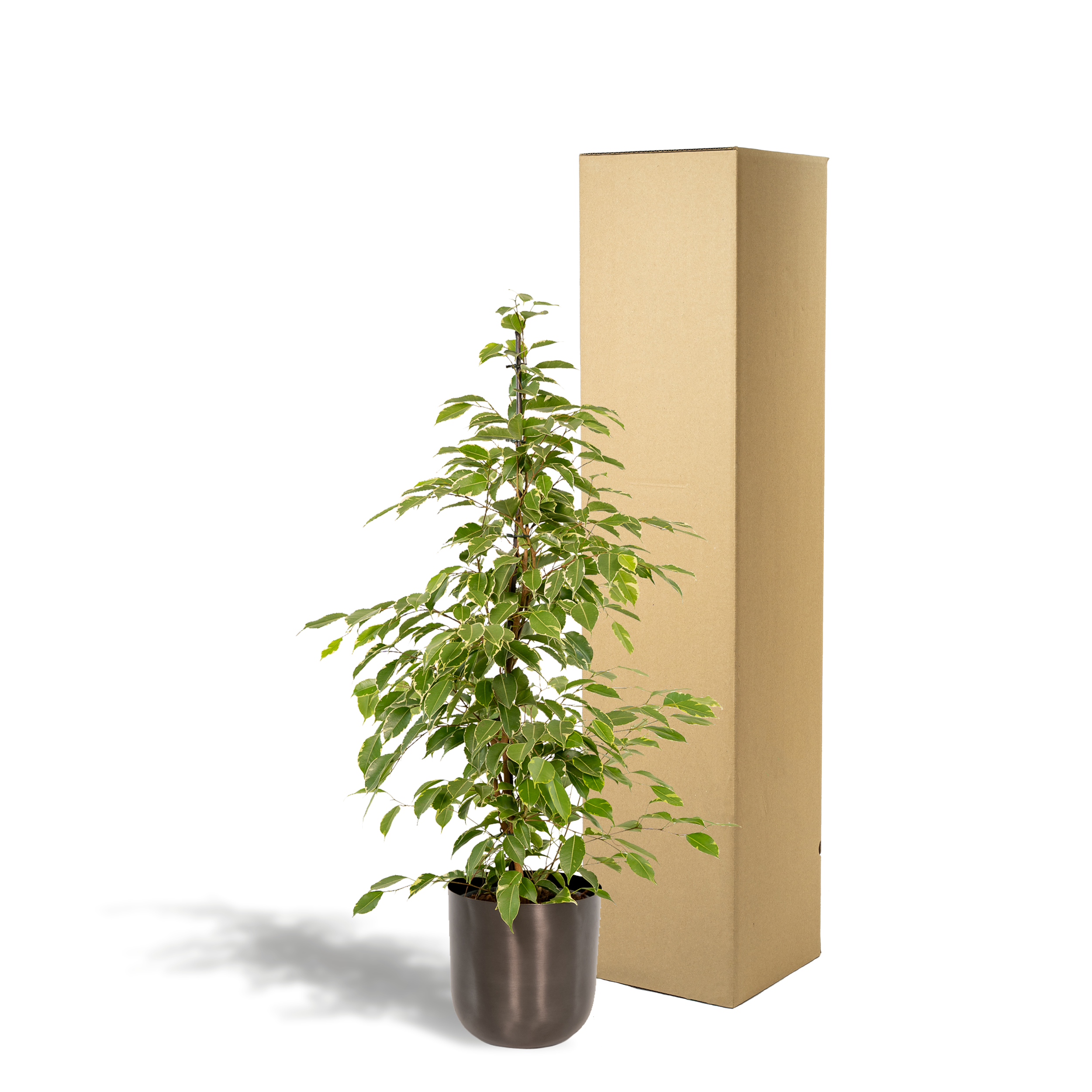 Ficus benjamina Goldenking - Pot Mayk Lead (8720634289917)