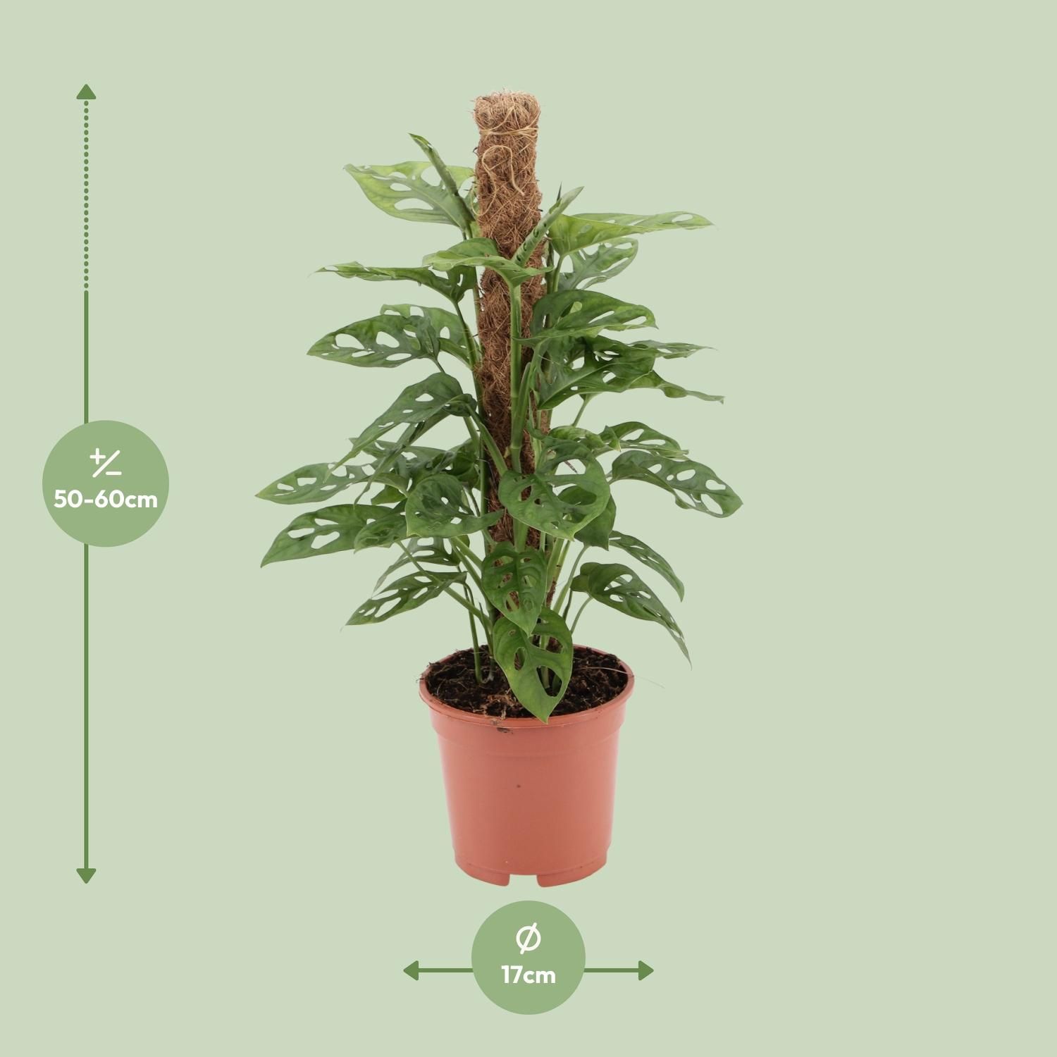 Monstera monkey (12597)