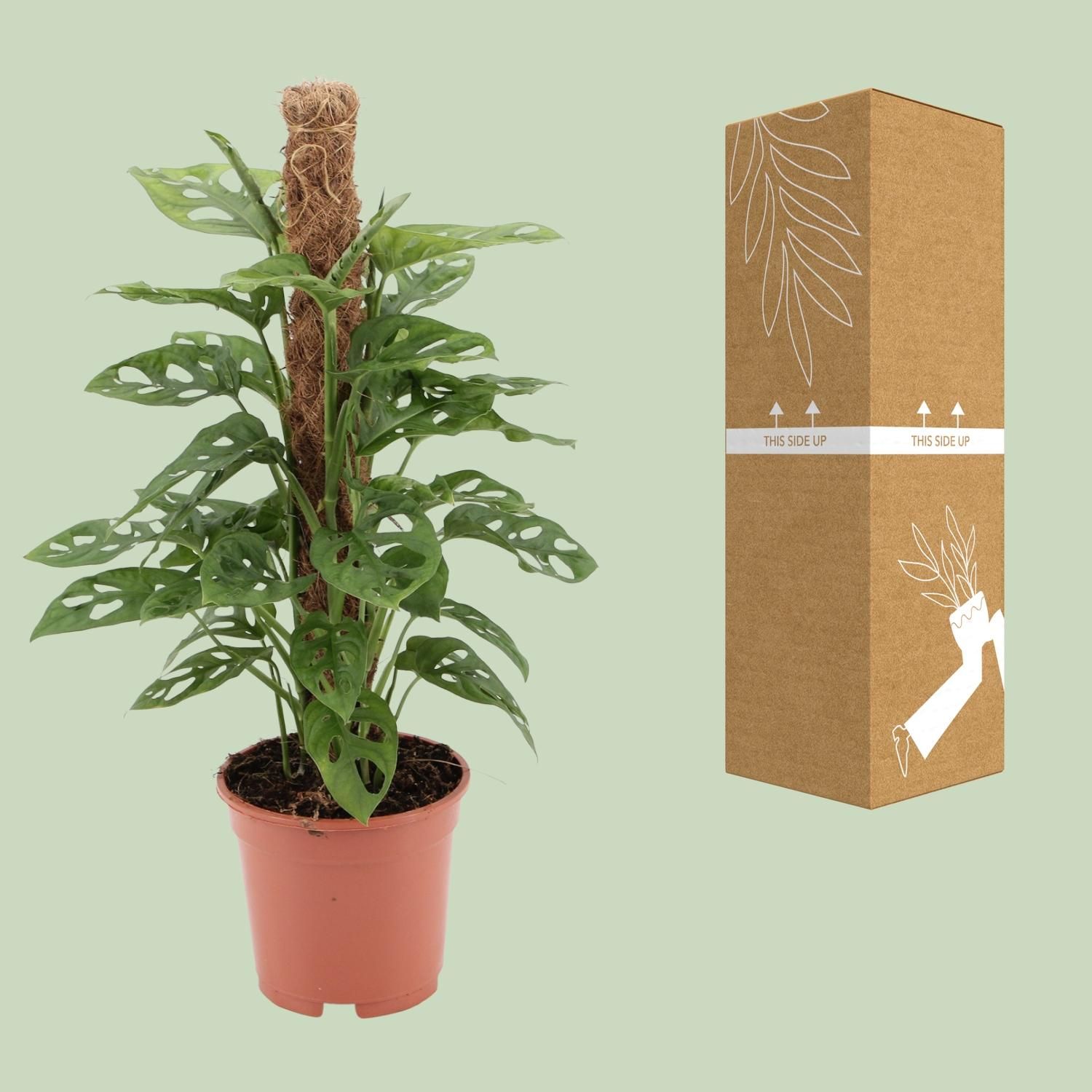 Monstera monkey (12597)