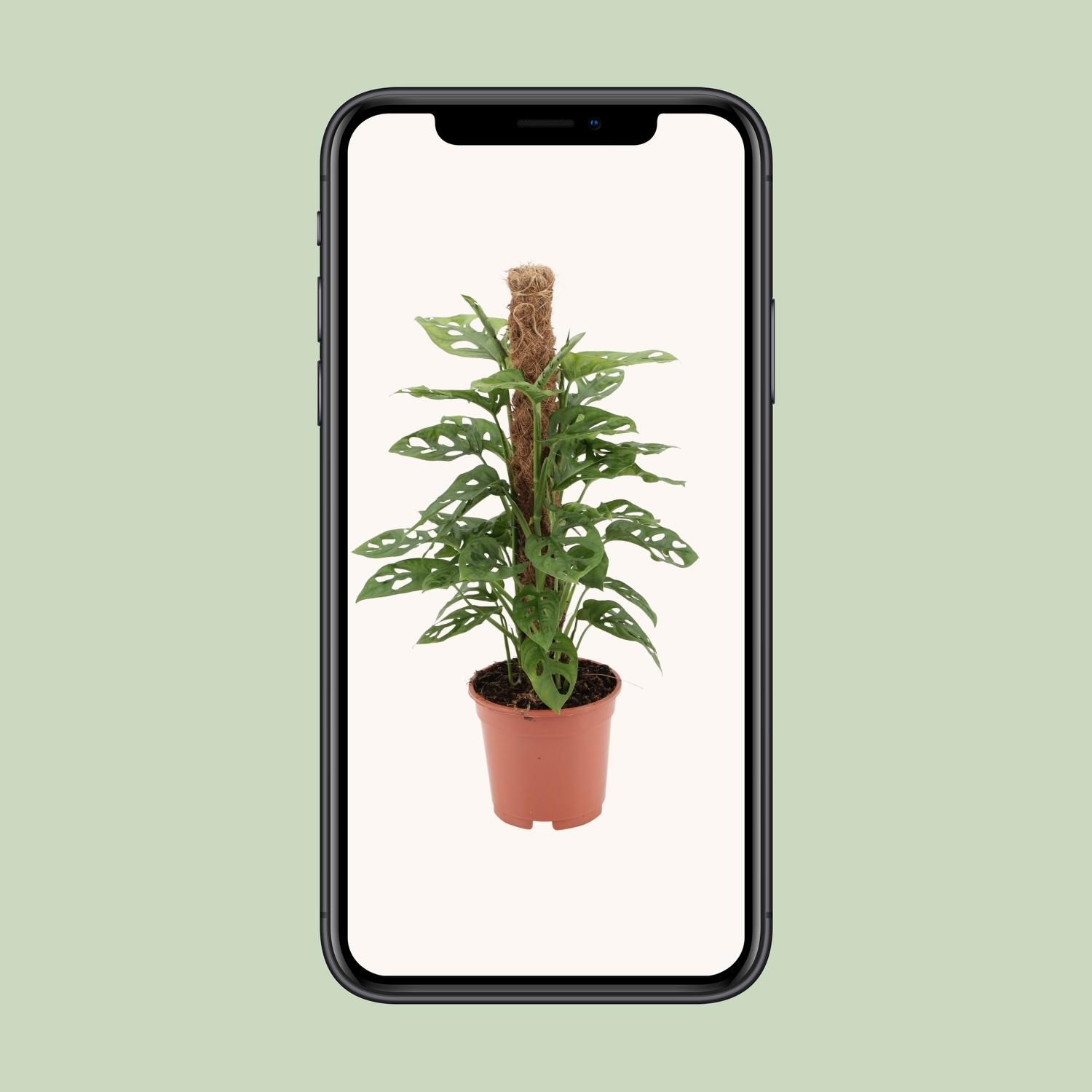 Monstera monkey (12597)