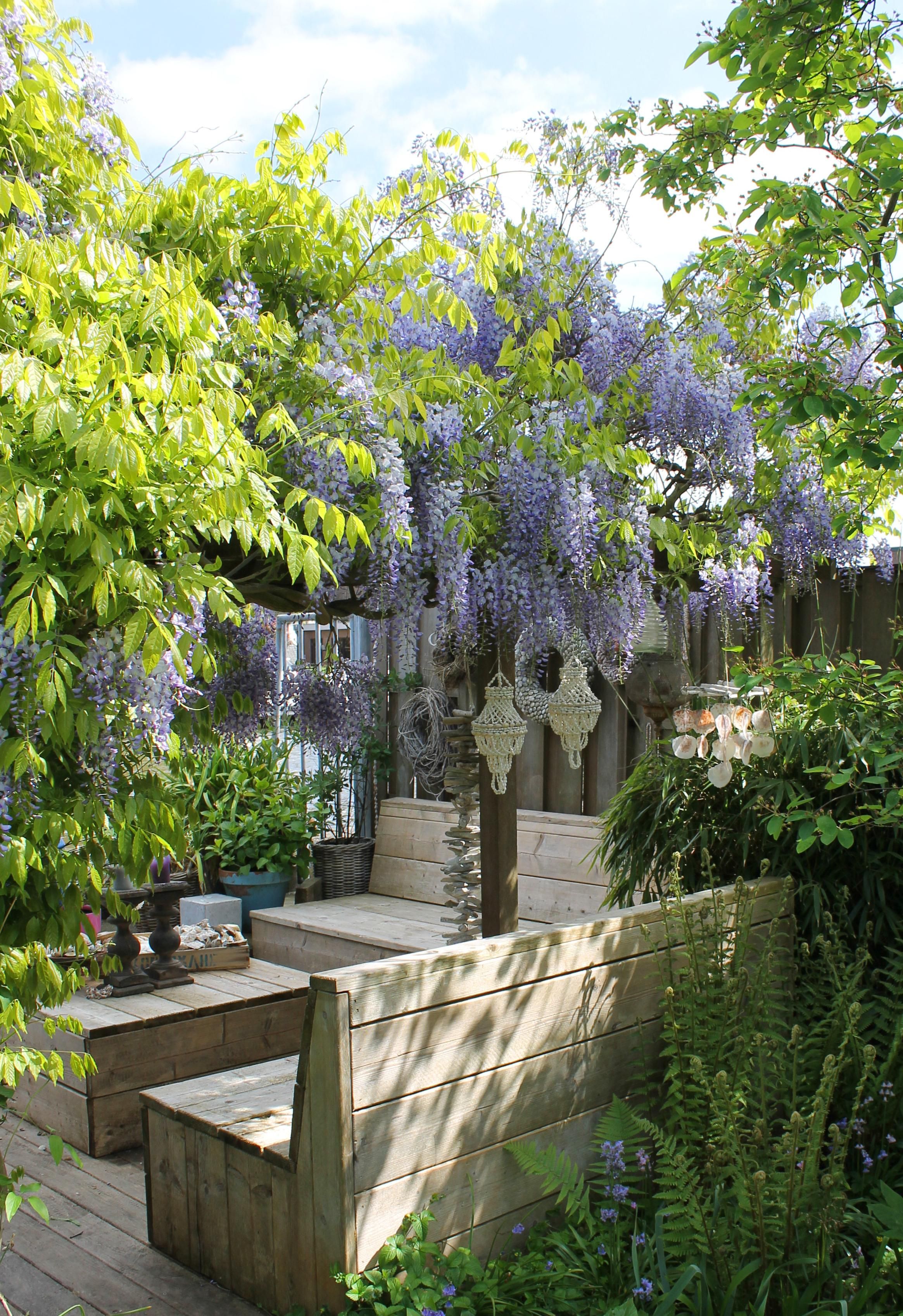Hoogeveen 2x Wisteria sinensis 'Caroline' - ↨65cm - Ø15 (8720955321310)