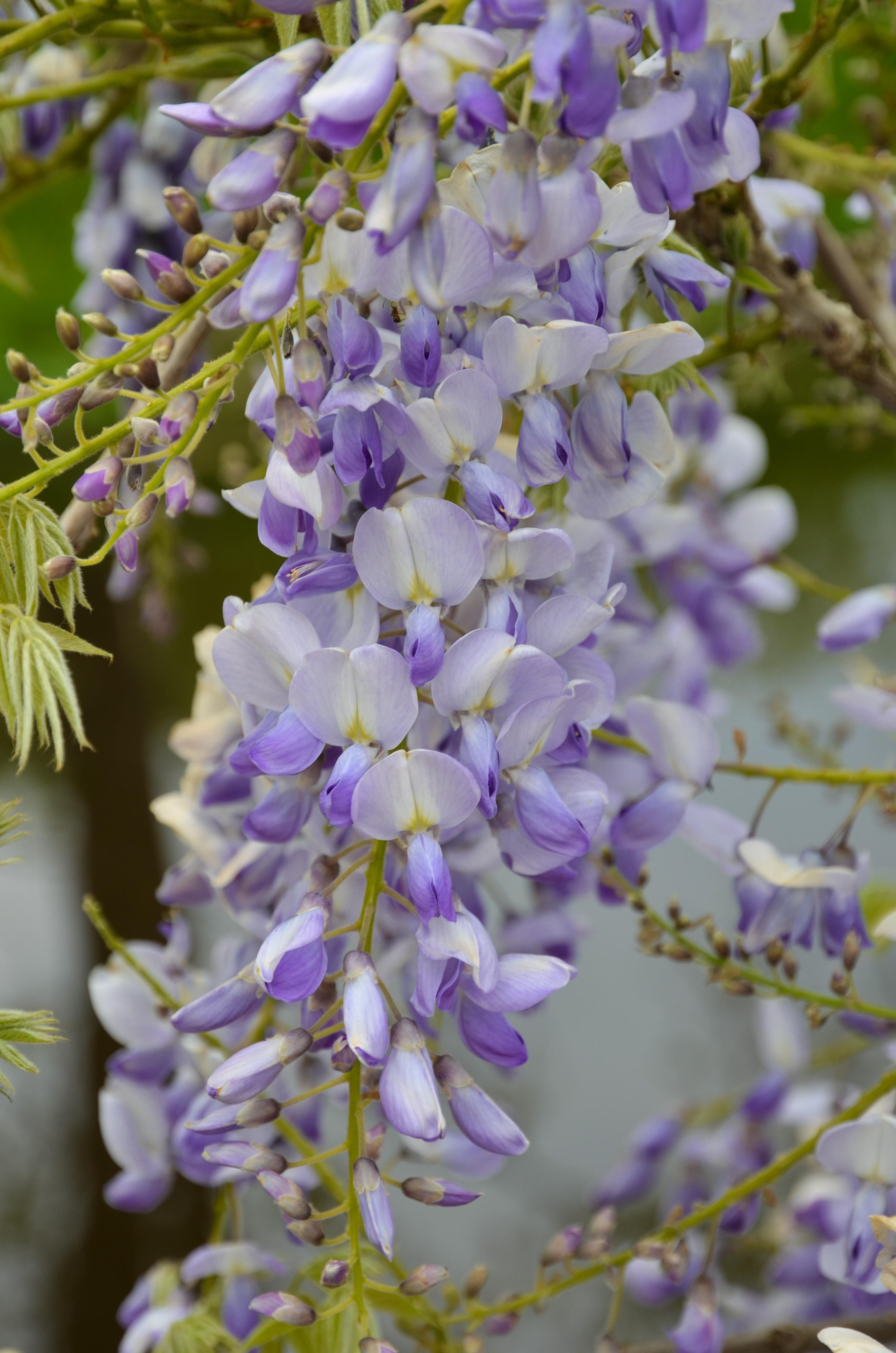 Hoogeveen 2x Wisteria sinensis 'Caroline' - ↨65cm - Ø15 (8720955321310)