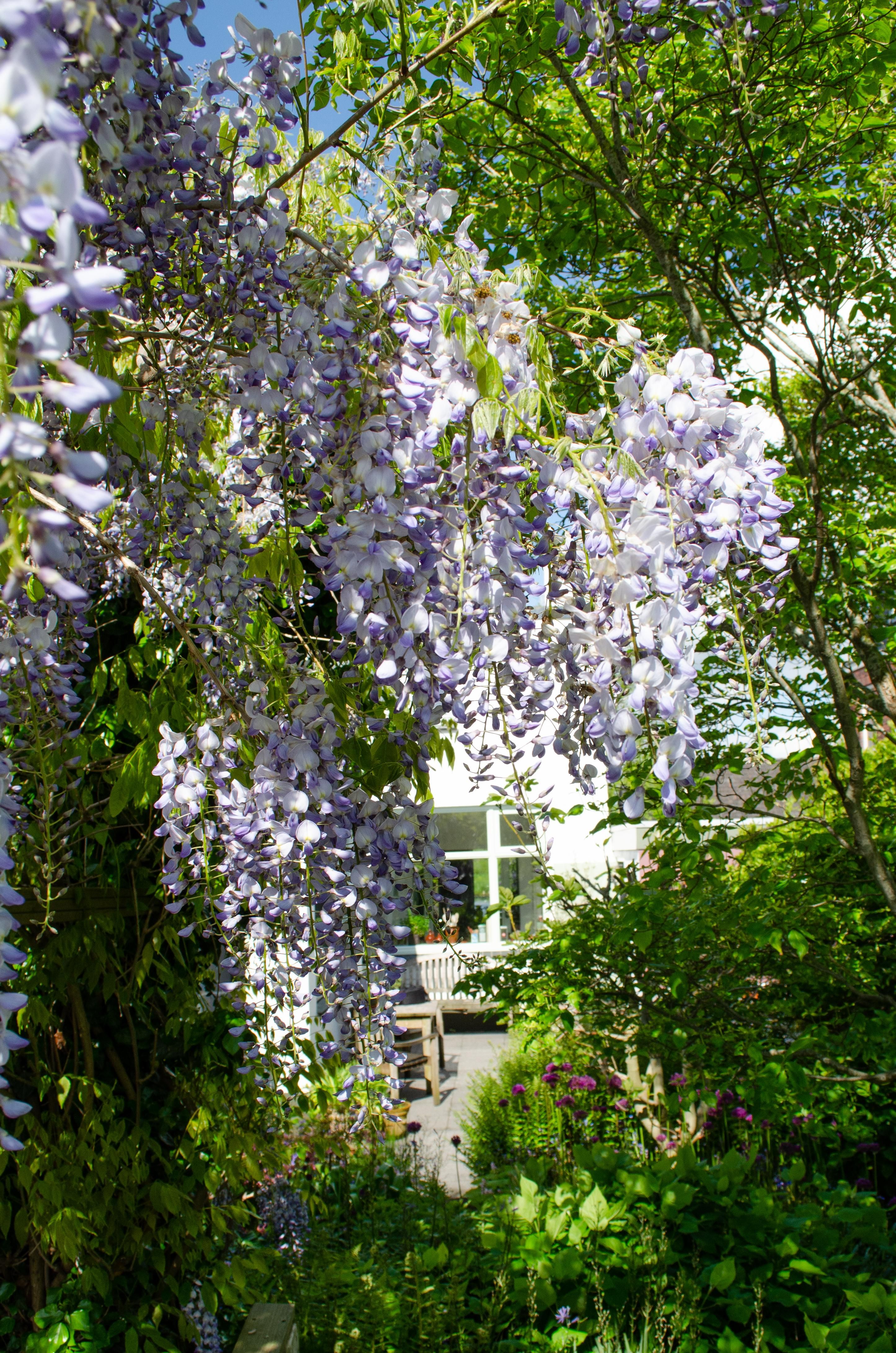 Hoogeveen 2x Wisteria sinensis 'Caroline' - ↨65cm - Ø15 (8720955321310)