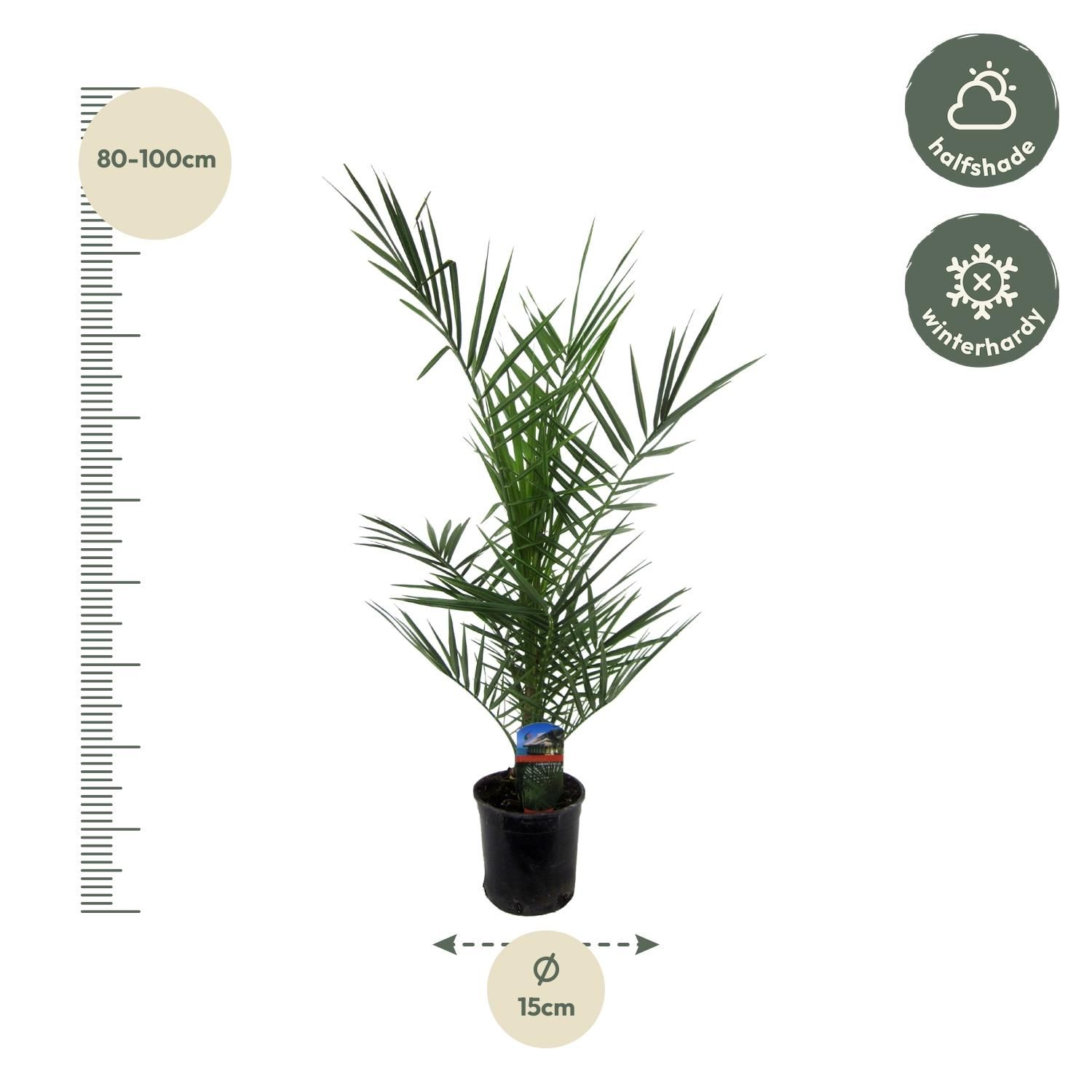 Phoenix Canariensis - 80 cm - Ø14cm (8721081685451)