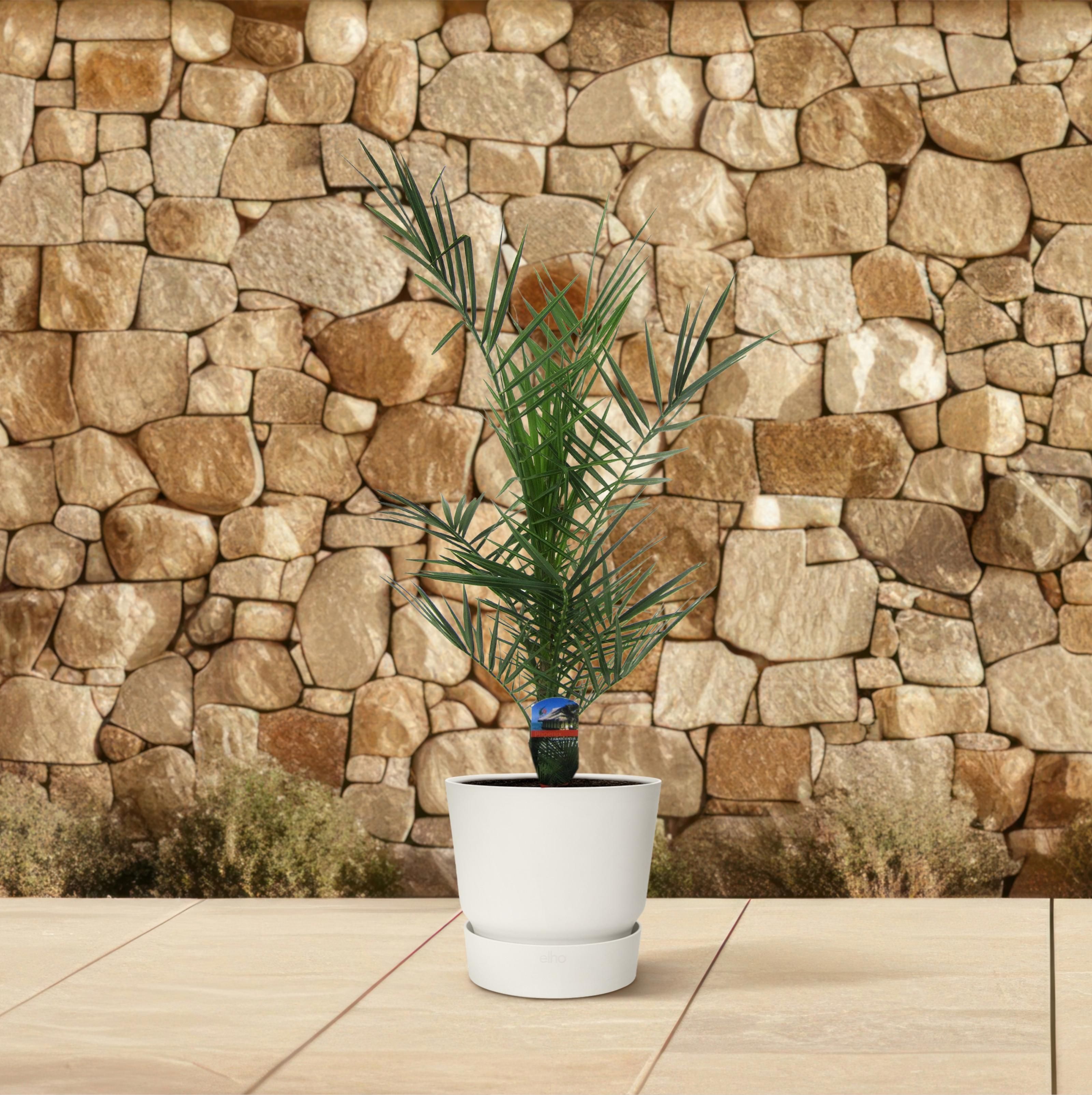 Phoenix Canariensis - 80 cm - Ø14cm (8721081685451)